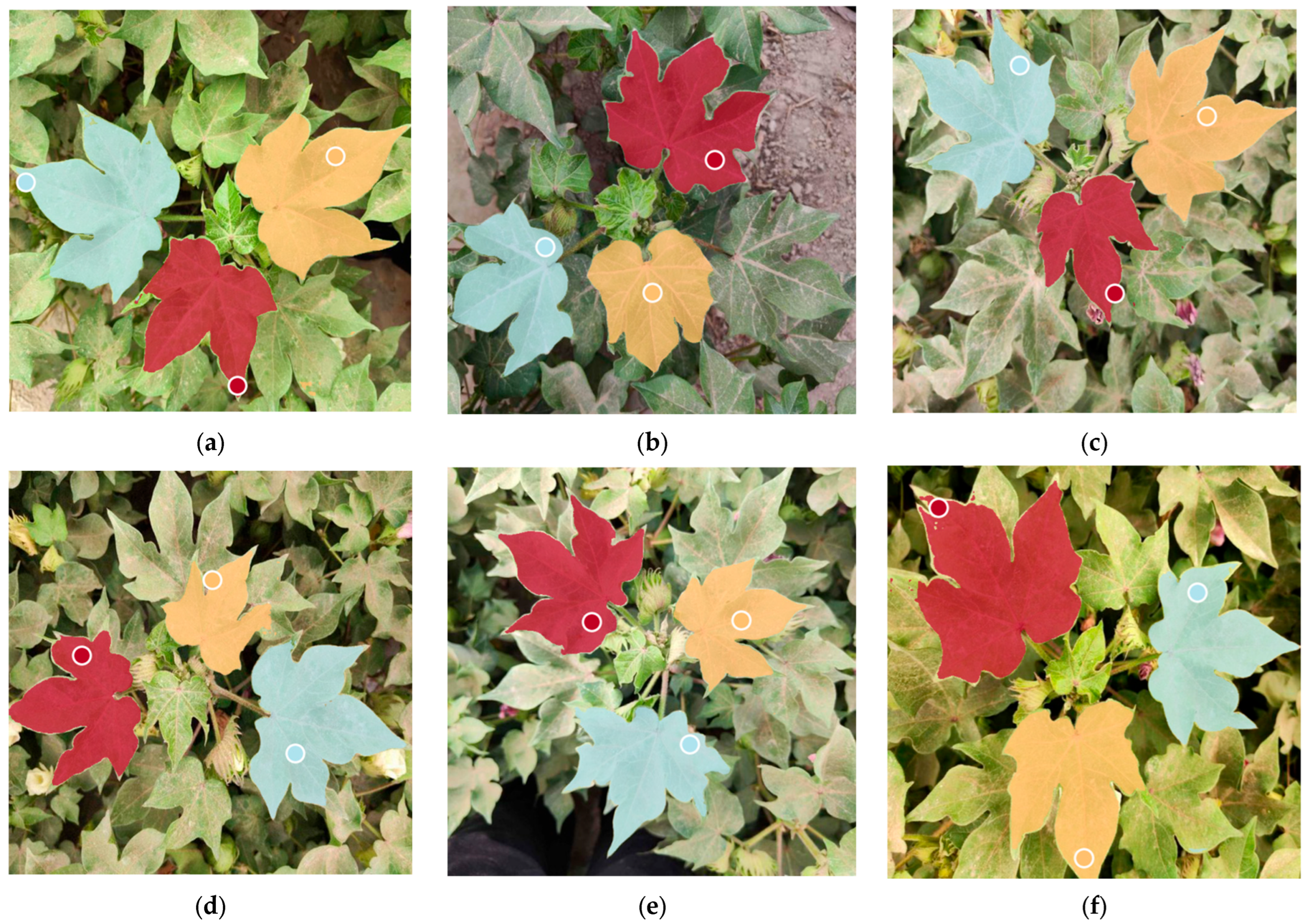 Agronomy 16 00030 g012a