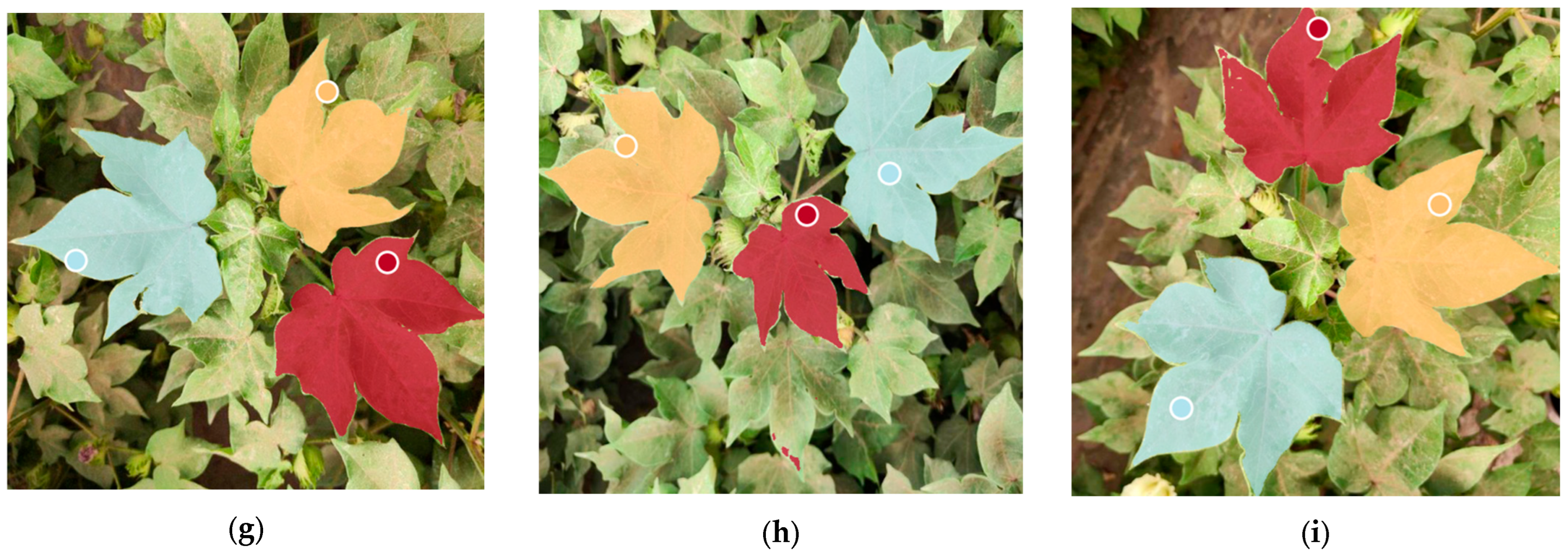 Agronomy 16 00030 g012b