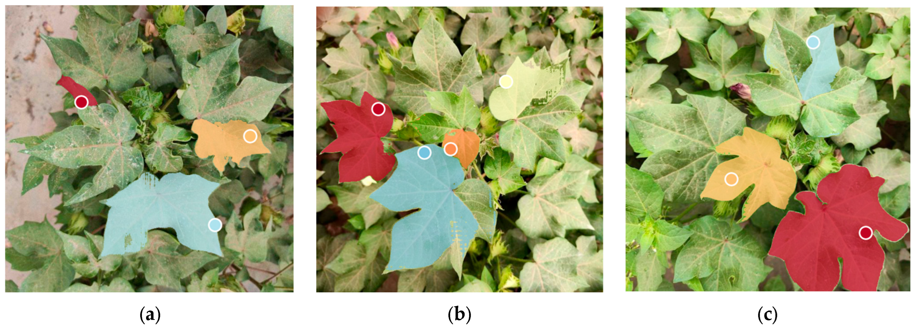 Agronomy 16 00030 g013