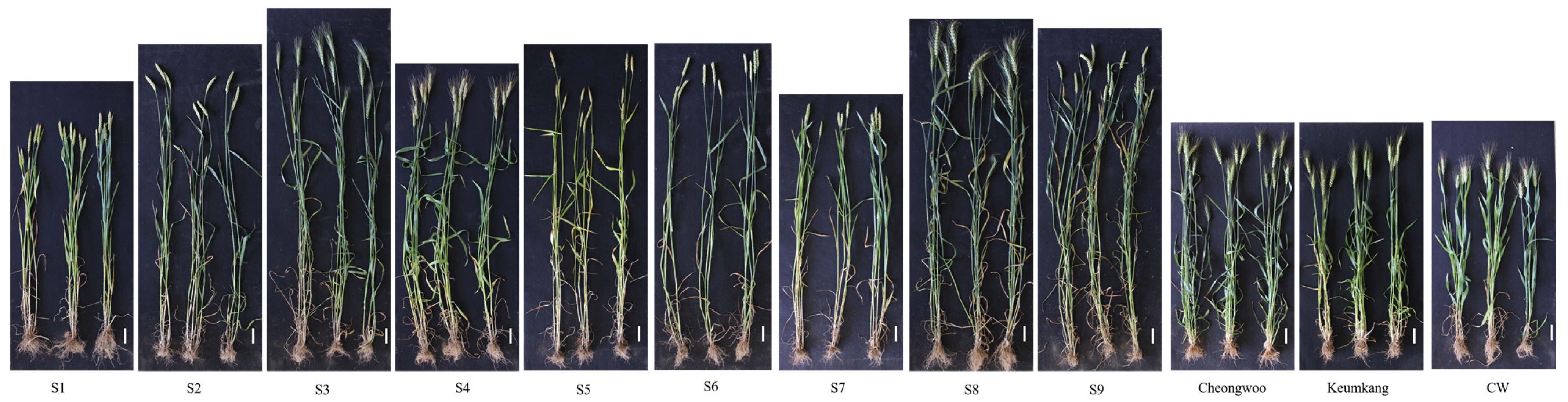 Agronomy 16 00049 g001