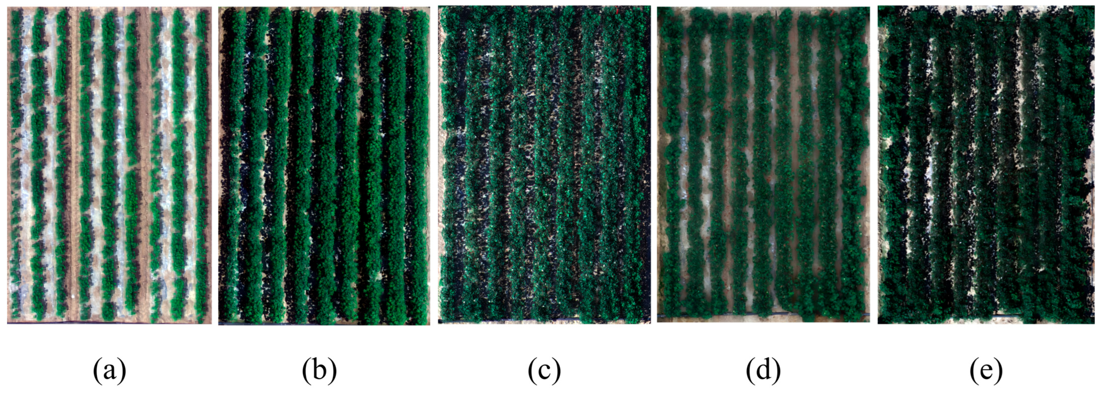 Agronomy 16 00074 g002