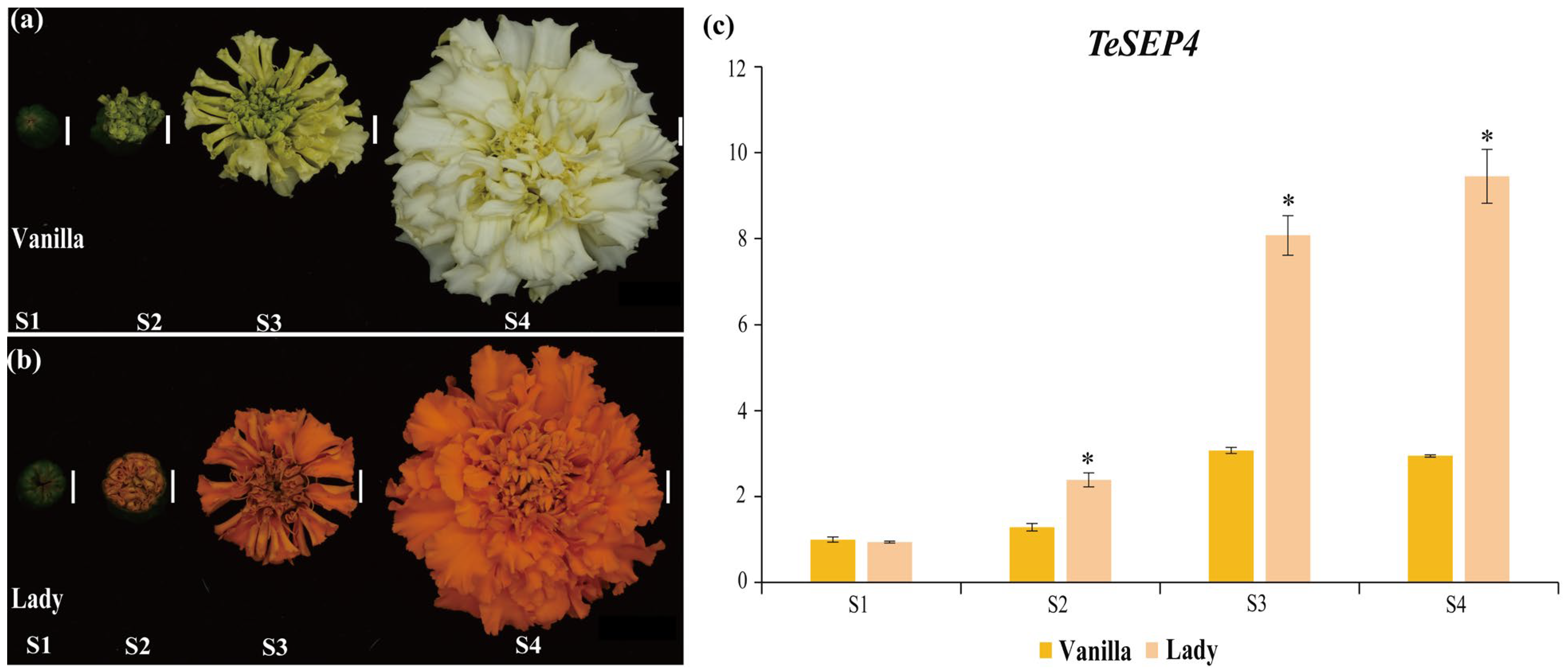 Agronomy 16 00088 g001