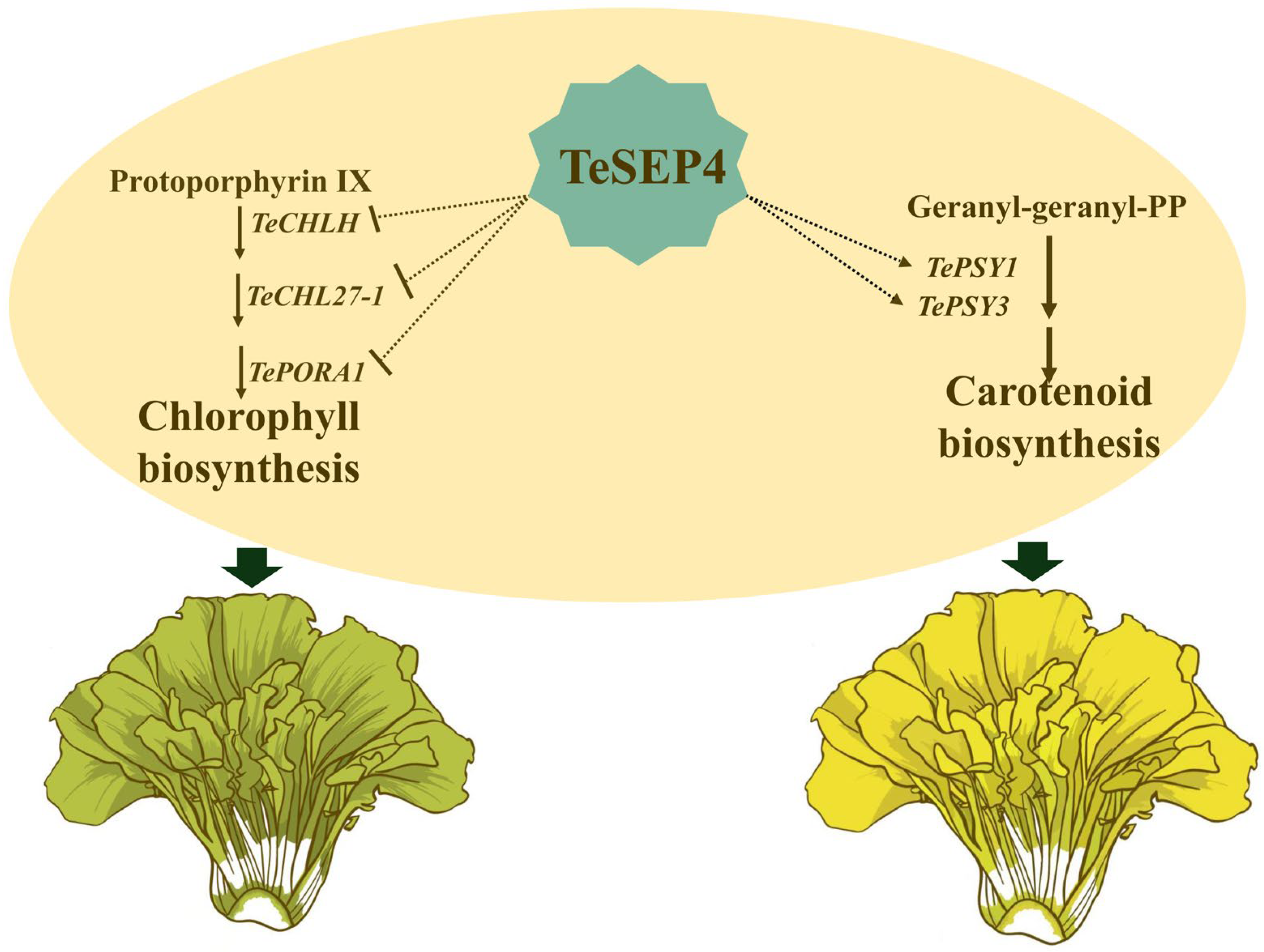 Agronomy 16 00088 g009
