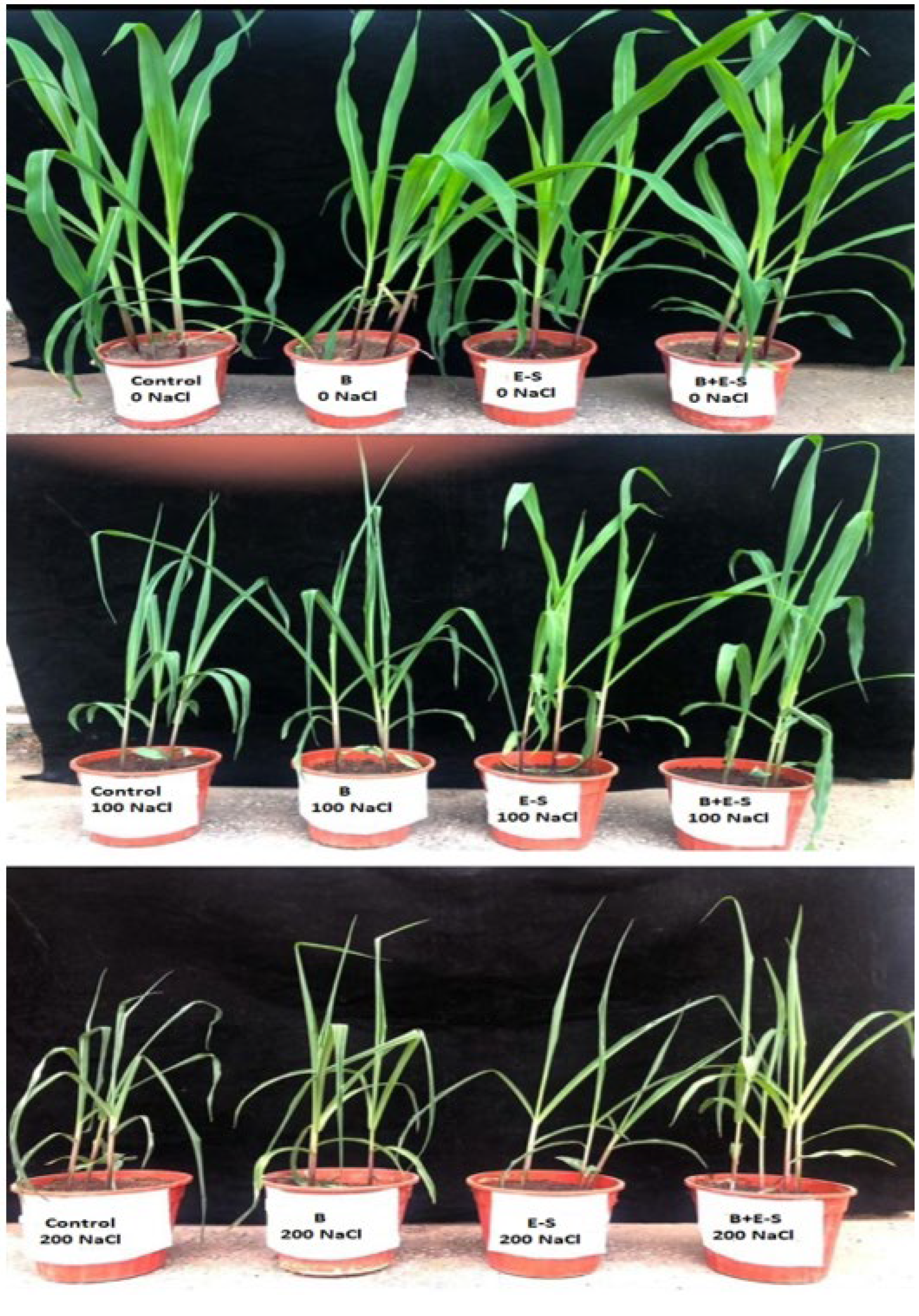 Agronomy 16 00100 g001