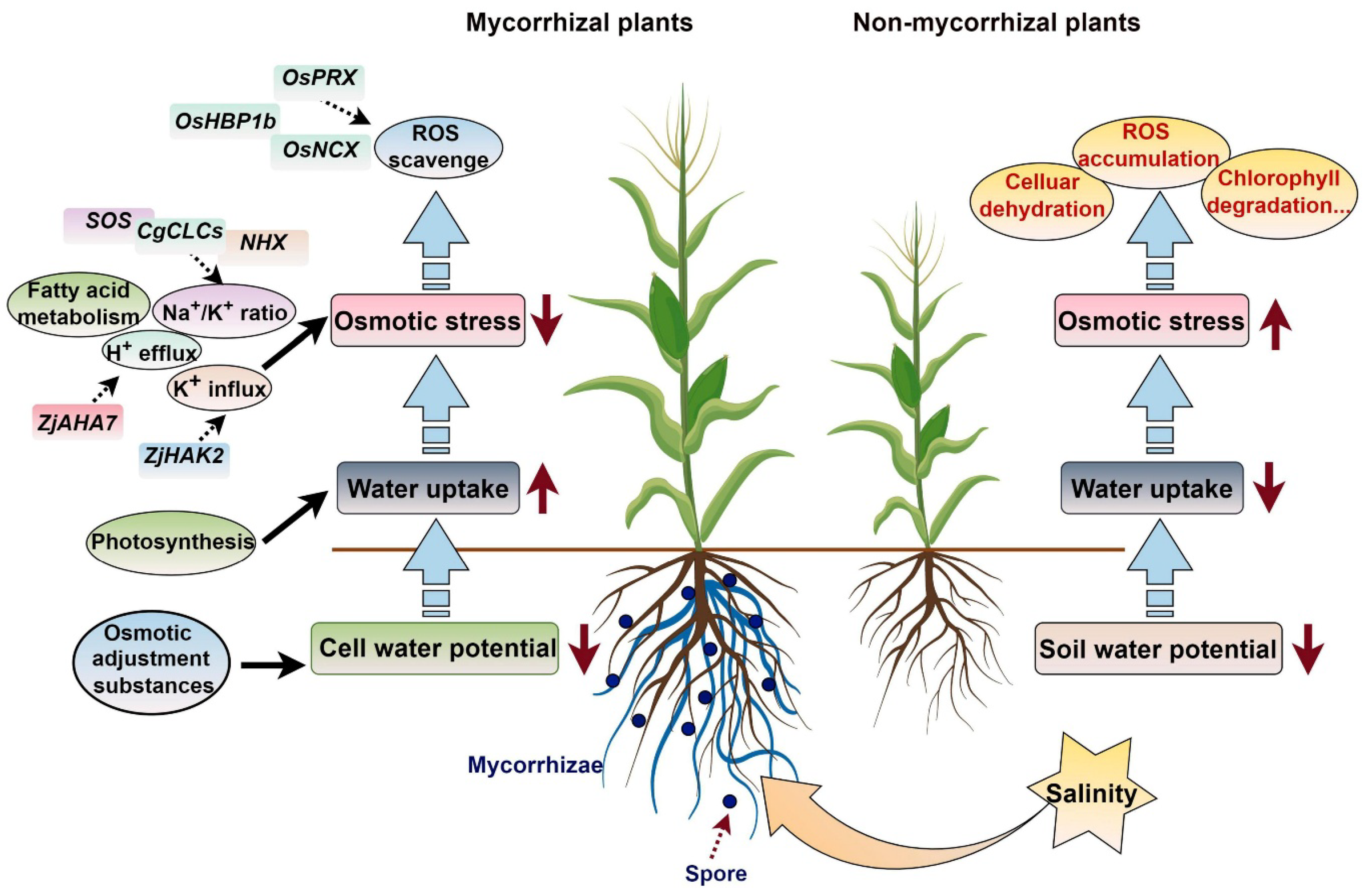 Agronomy 16 00113 g003 Agronomy 16 00113 g003