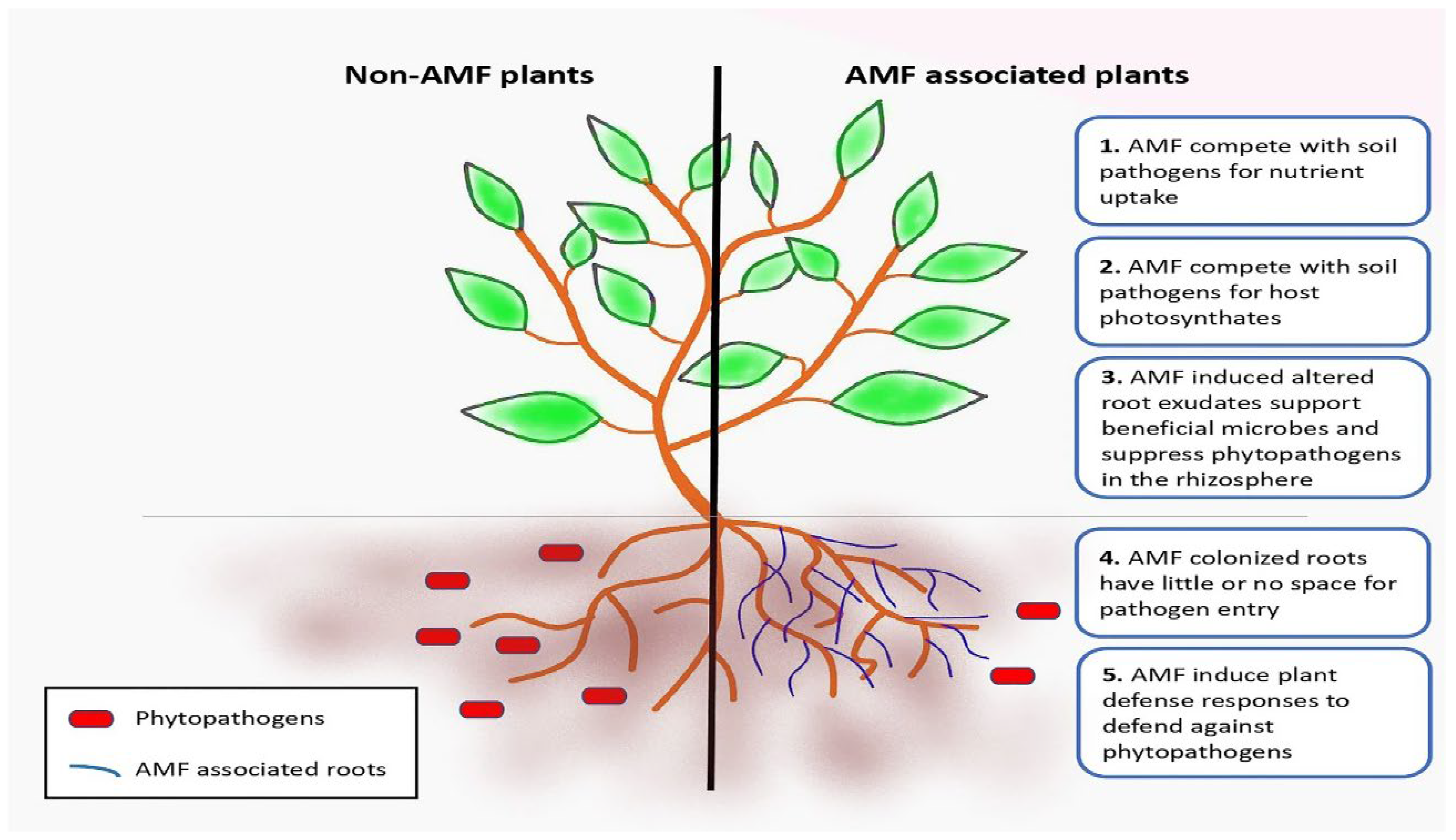 Agronomy 16 00113 g004 Agronomy 16 00113 g004