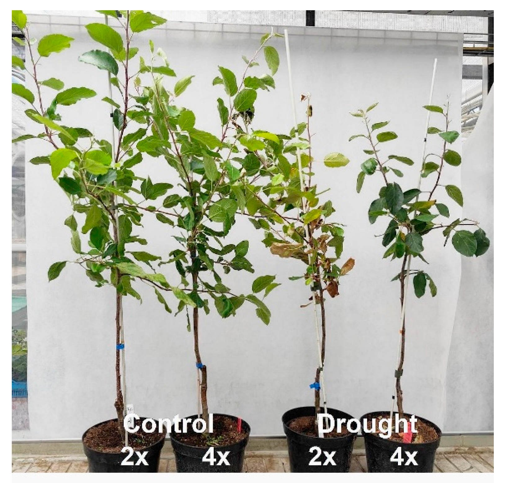 Agronomy 16 00139 g006 Agronomy 16 00139 g006