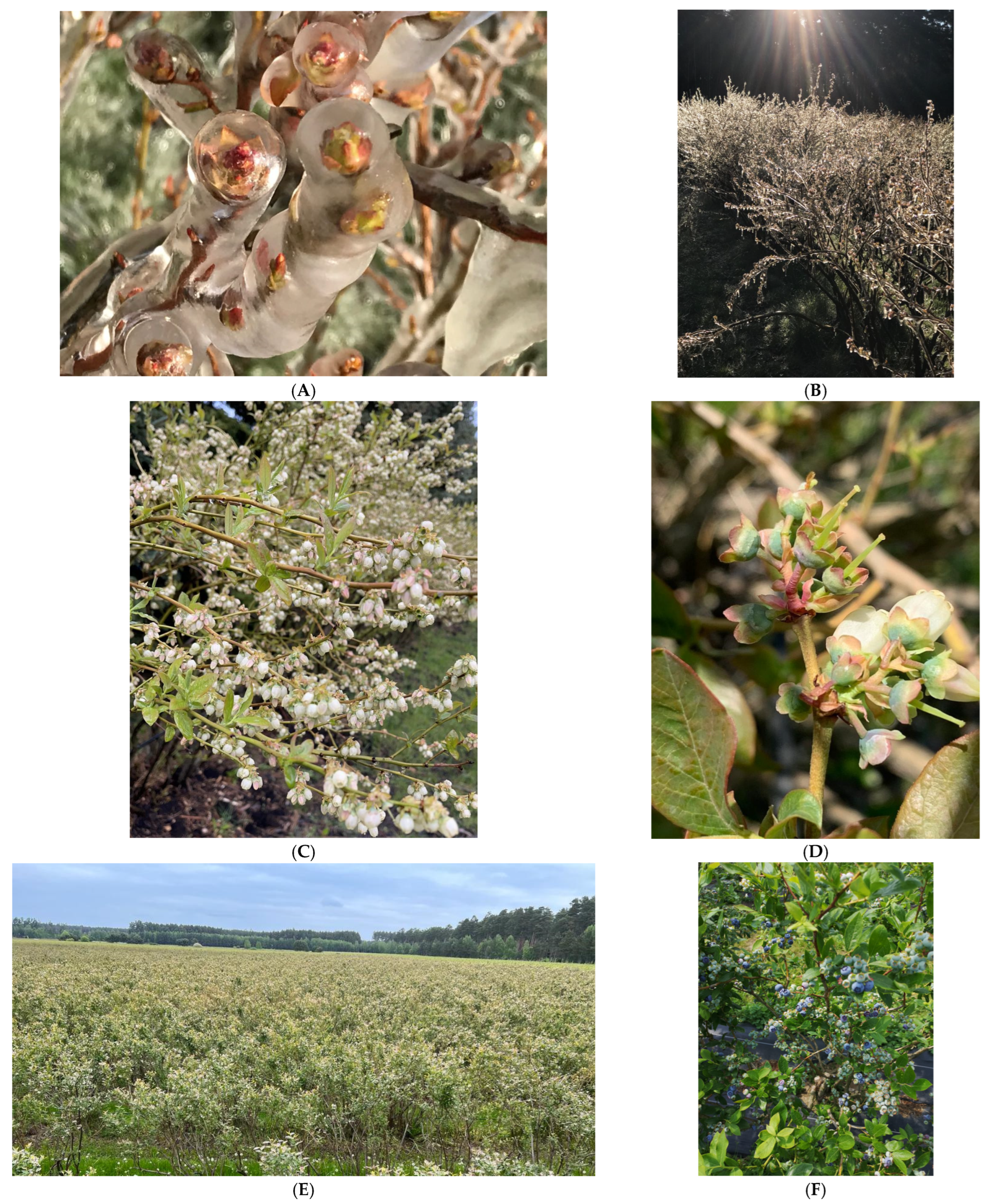 Agronomy 16 00147 g001a