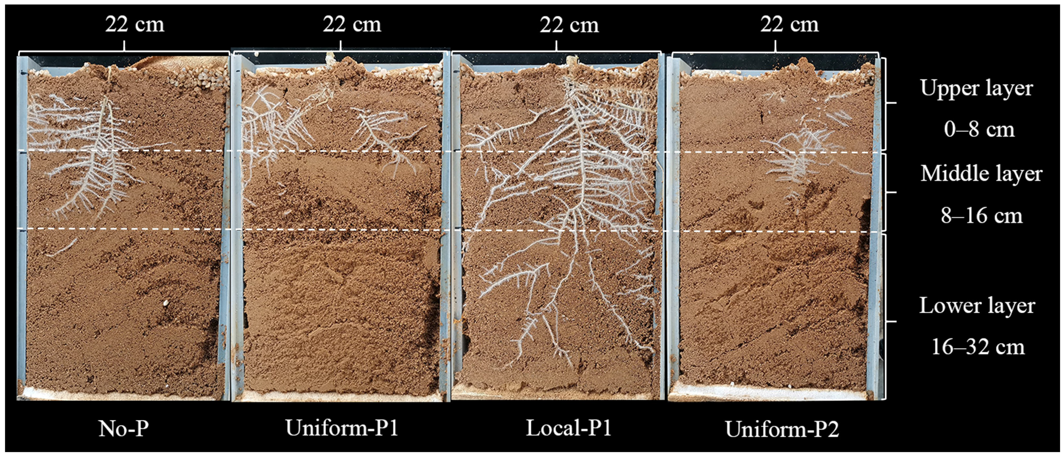 Agronomy 16 00173 g003