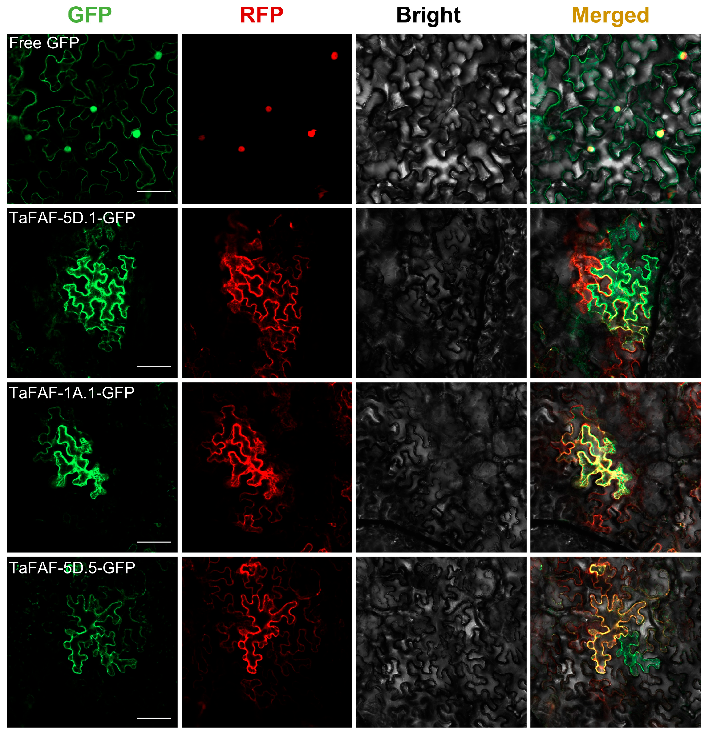 Agronomy 16 00221 g005