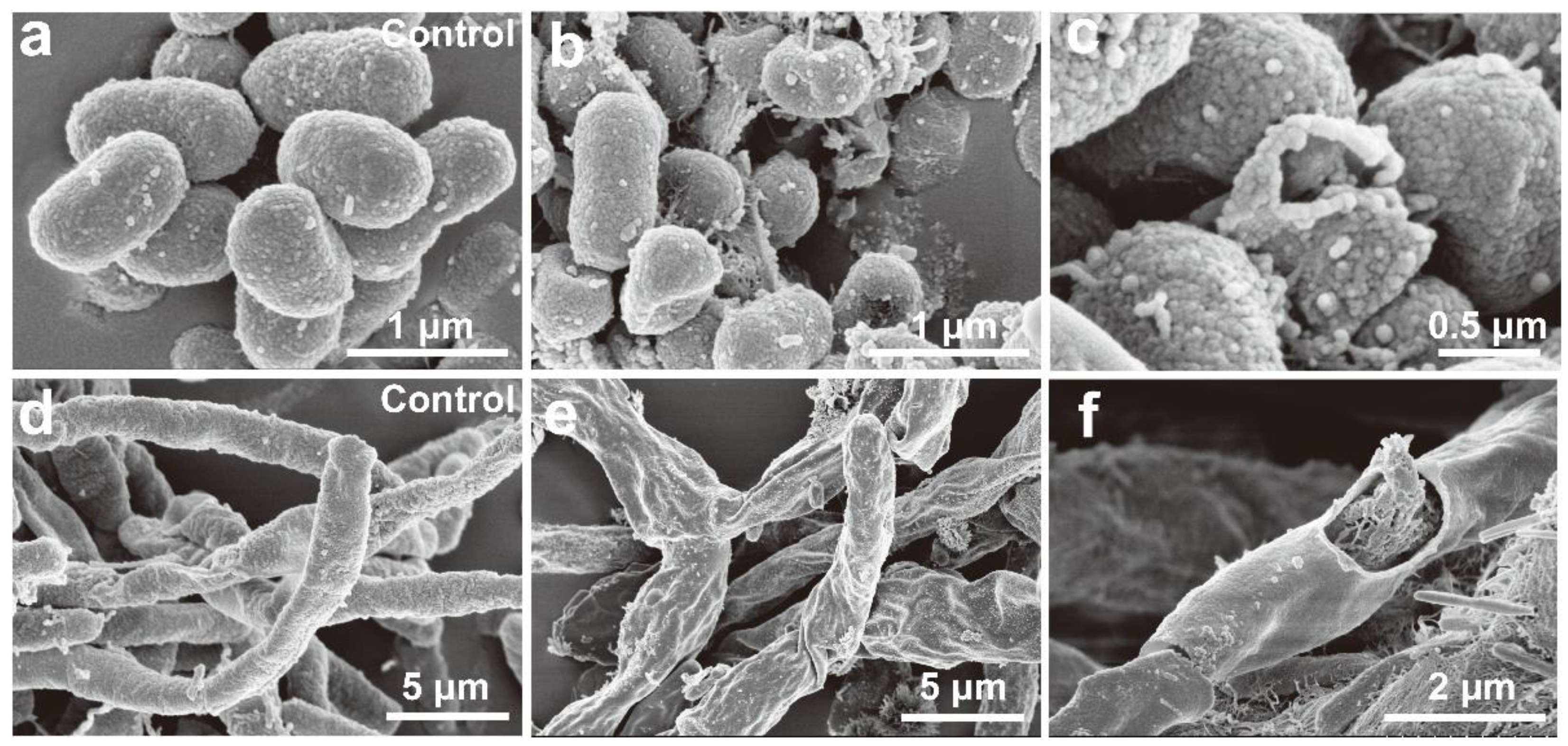 Agronomy 16 00254 g005