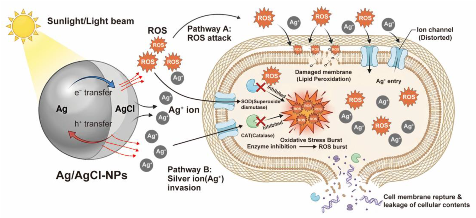 Agronomy 16 00254 g008