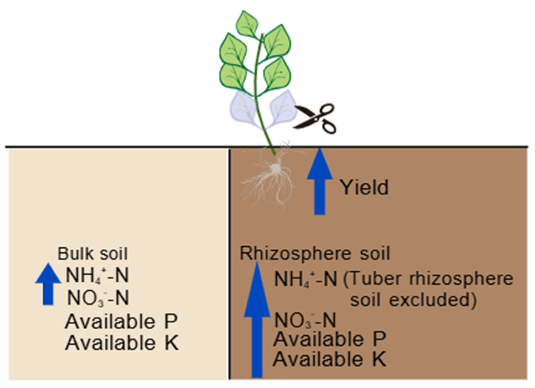 Agronomy 16 00266 g008 Agronomy 16 00266 g008