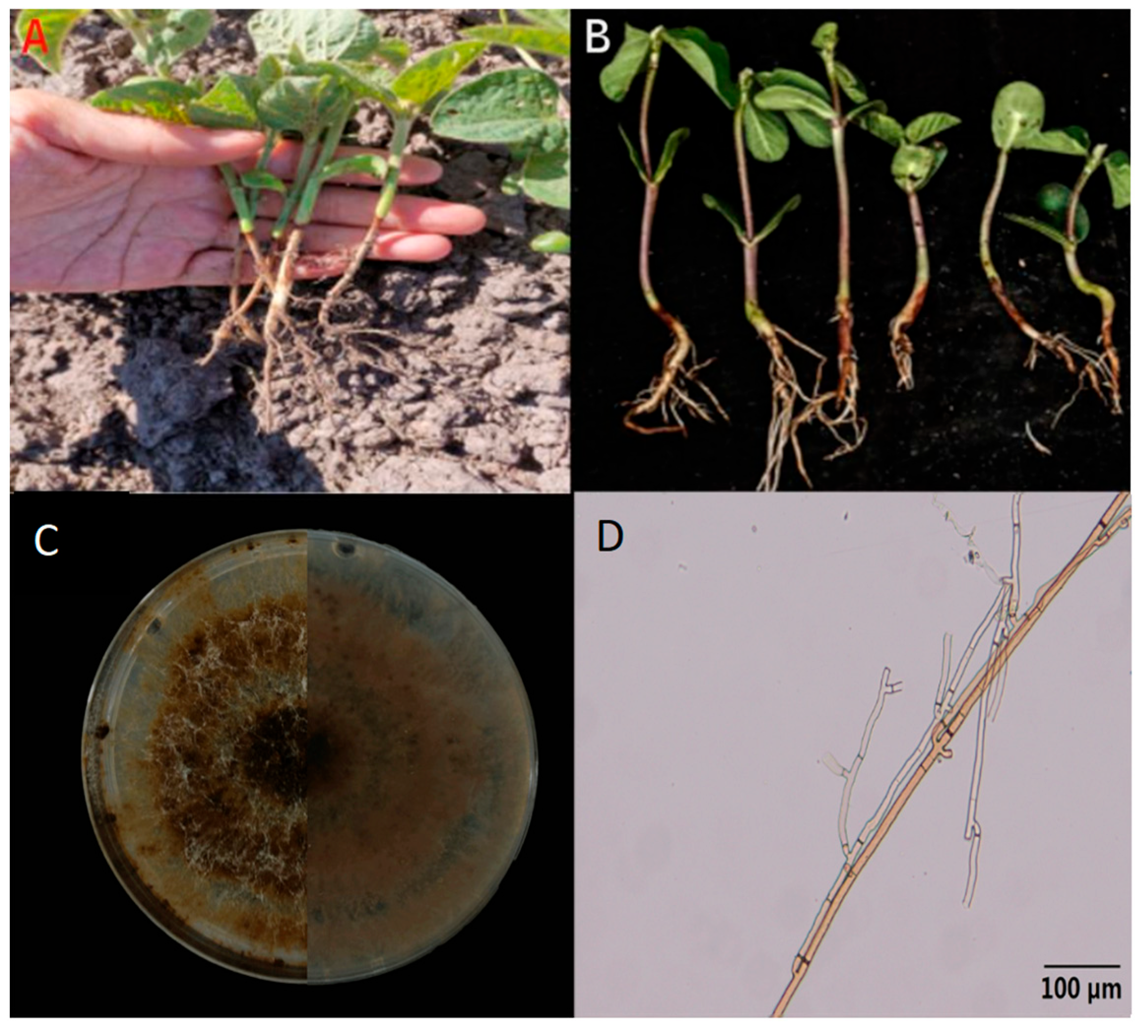 Agronomy 16 00281 g001