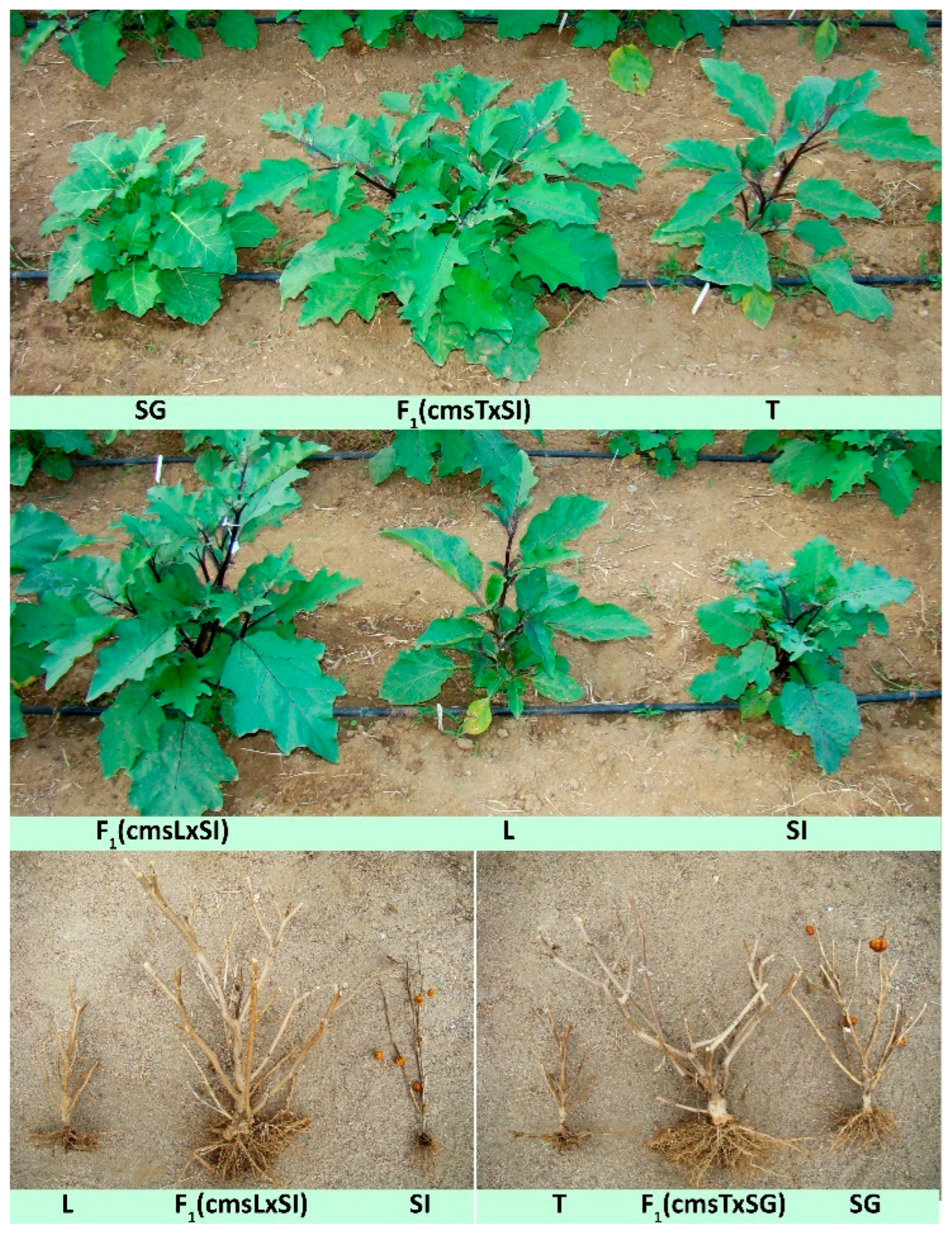Agronomy 16 00306 g003