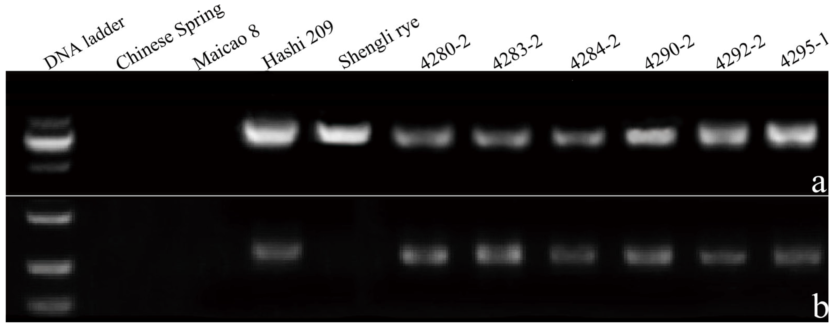 Agronomy 16 00336 g003