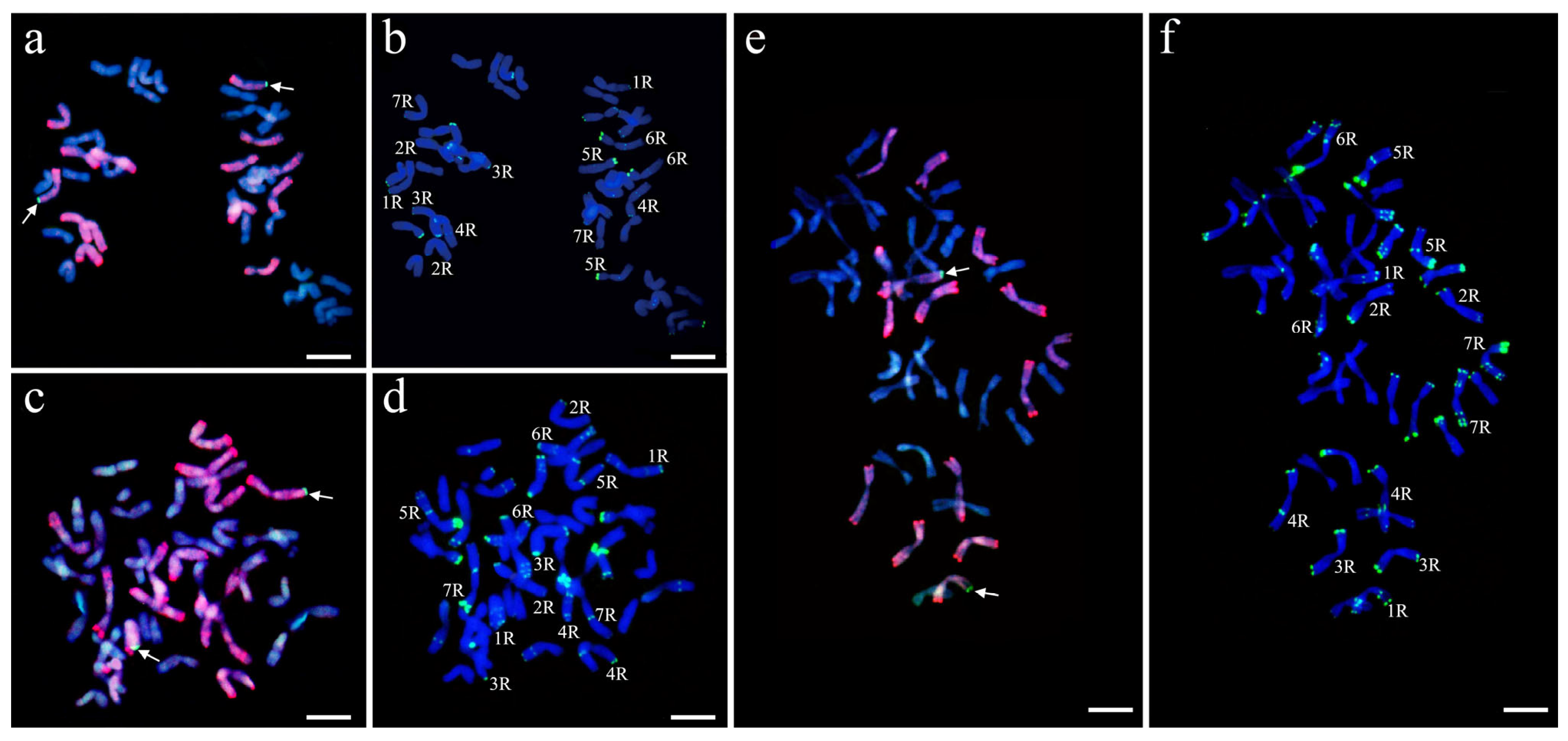 Agronomy 16 00336 g004