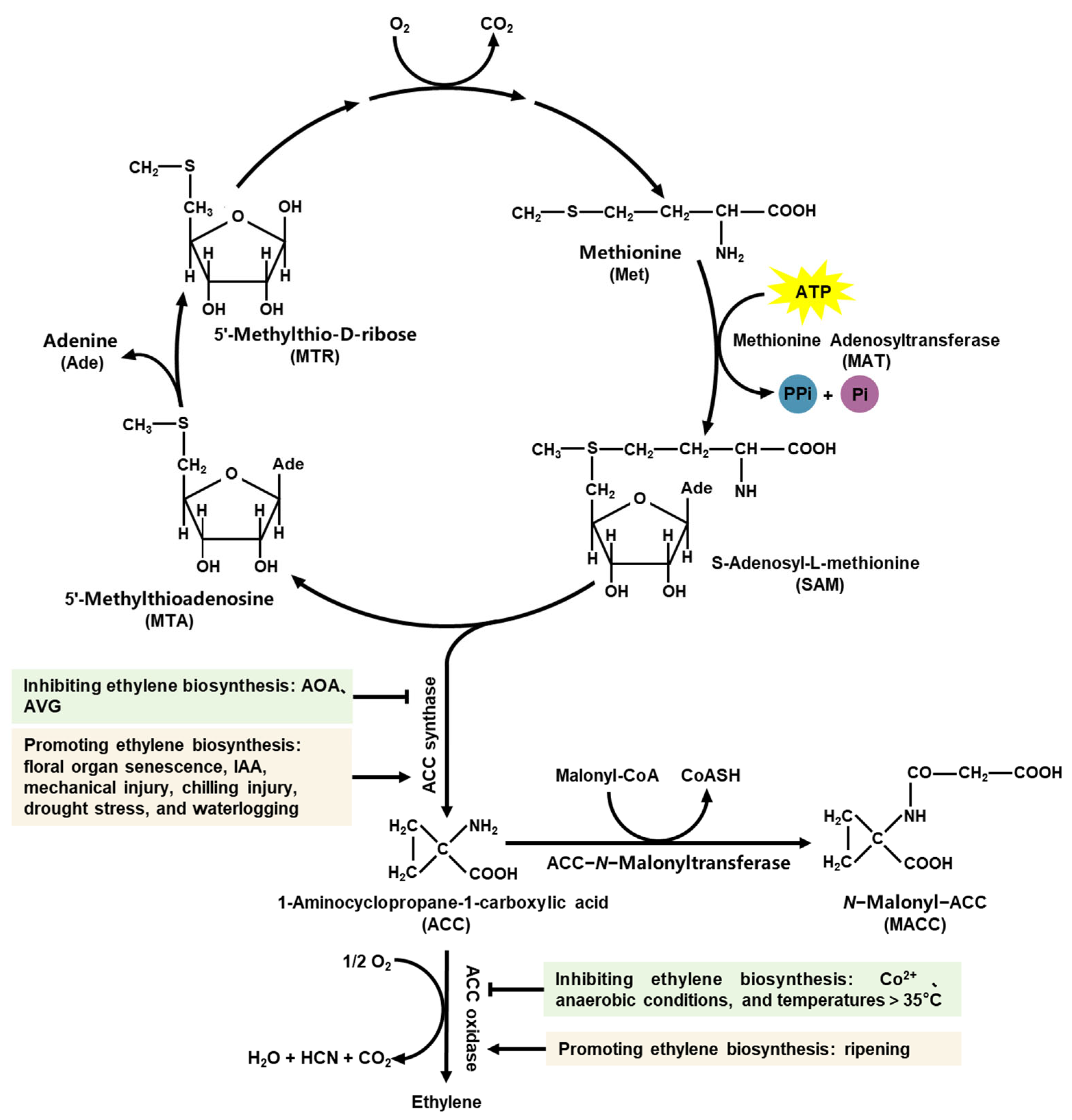 Agronomy 16 00355 g001 Agronomy 16 00355 g001