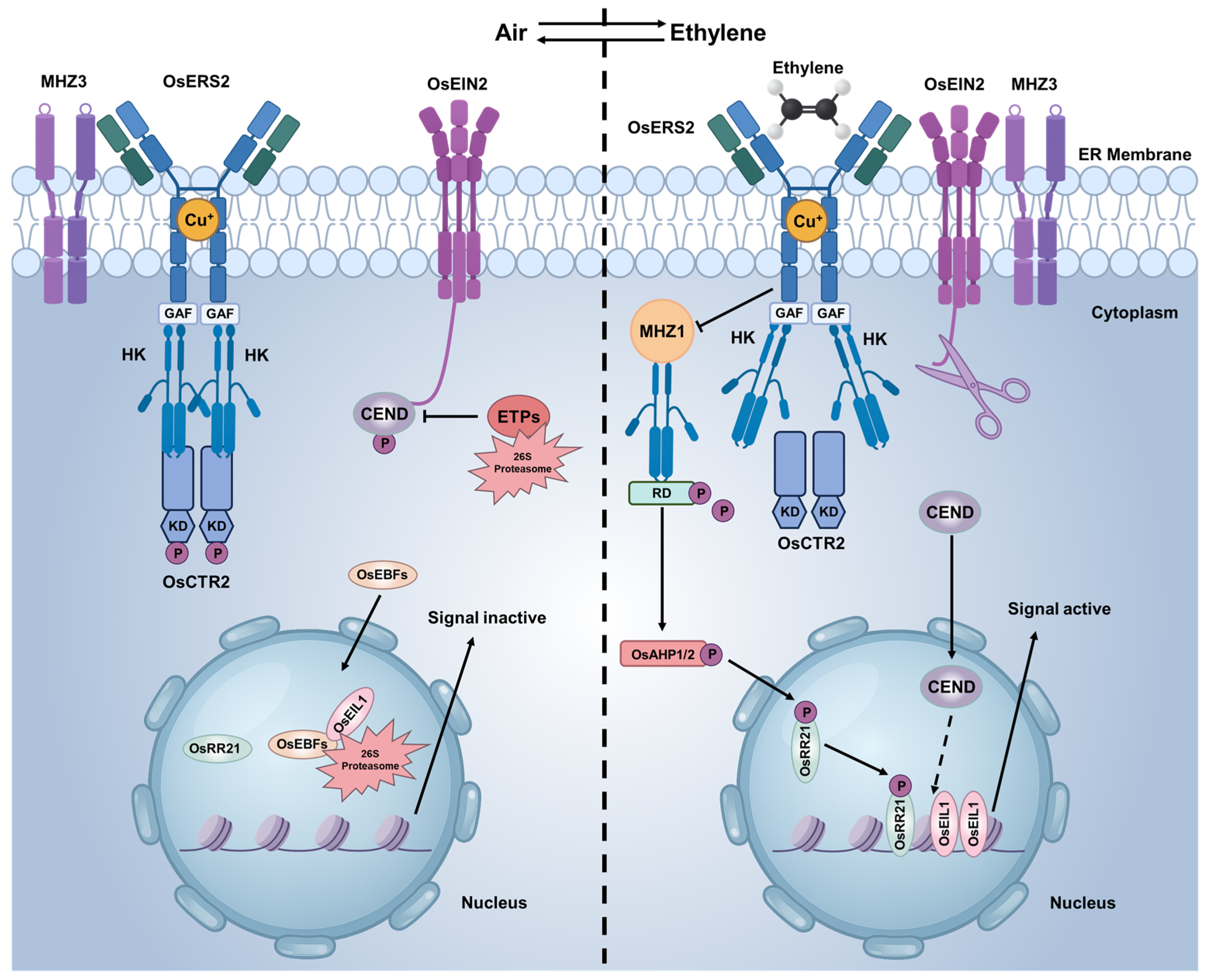 Agronomy 16 00355 g002 Agronomy 16 00355 g002