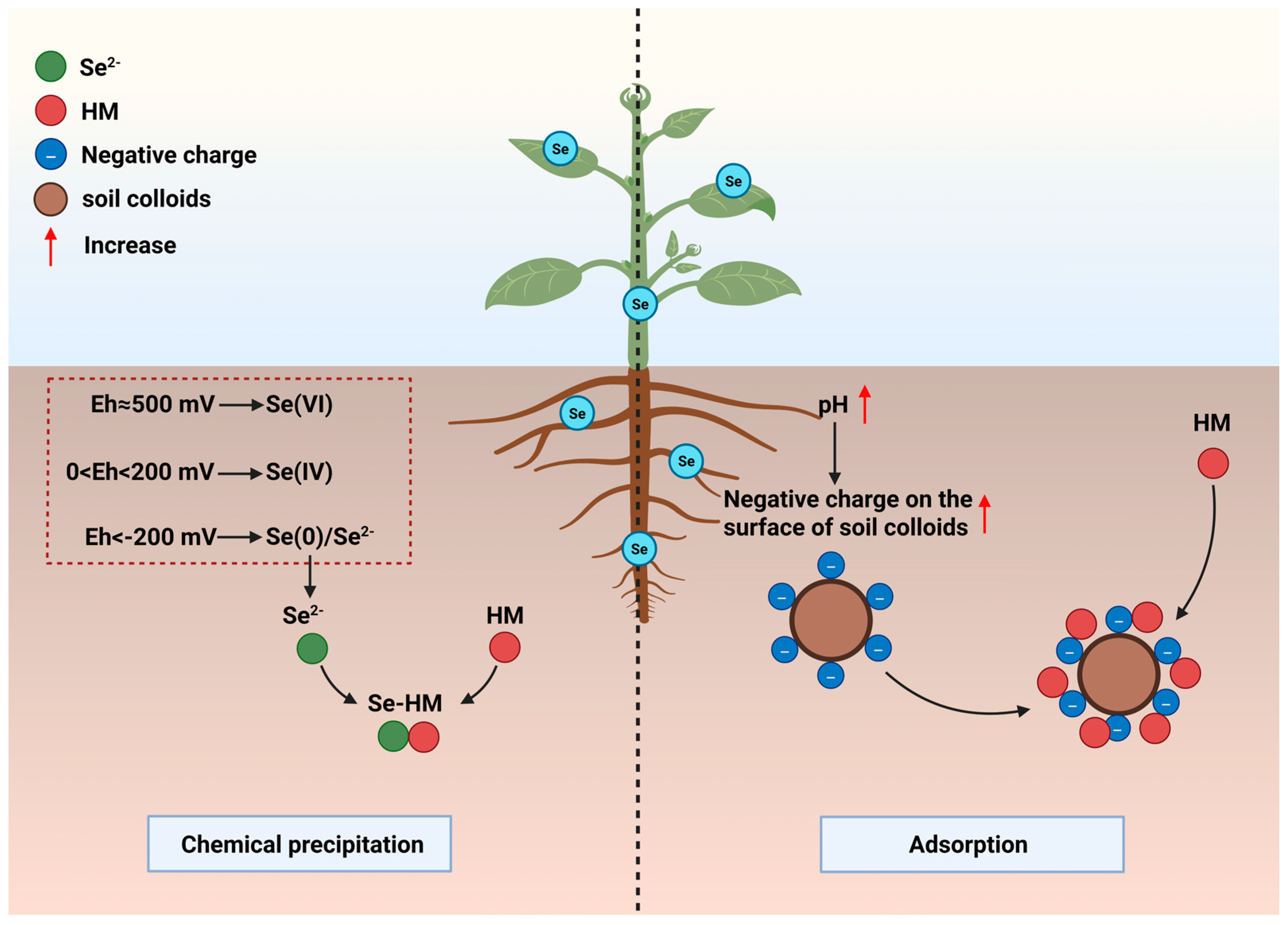 Agronomy 16 00363 g001