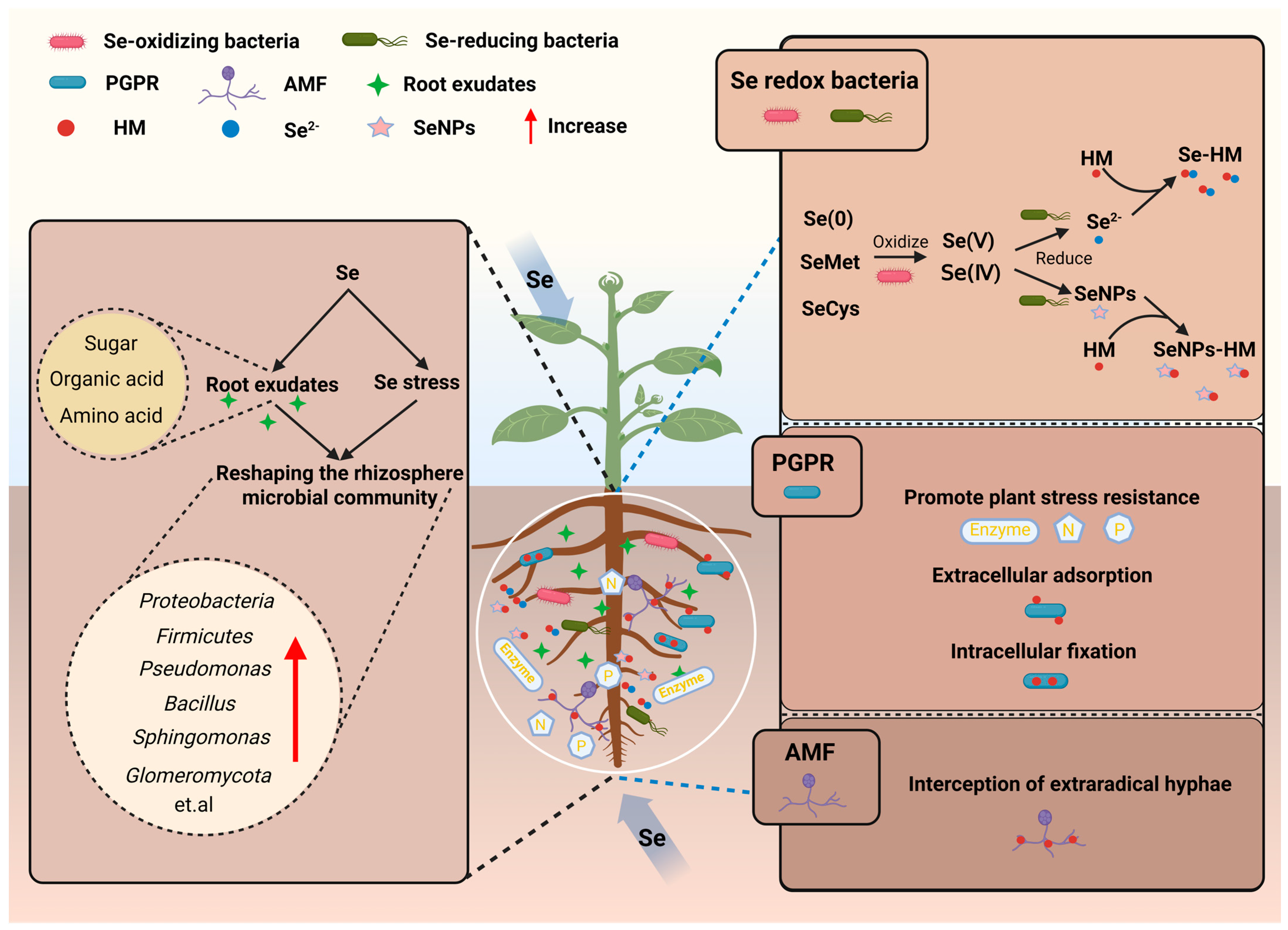 Agronomy 16 00363 g002