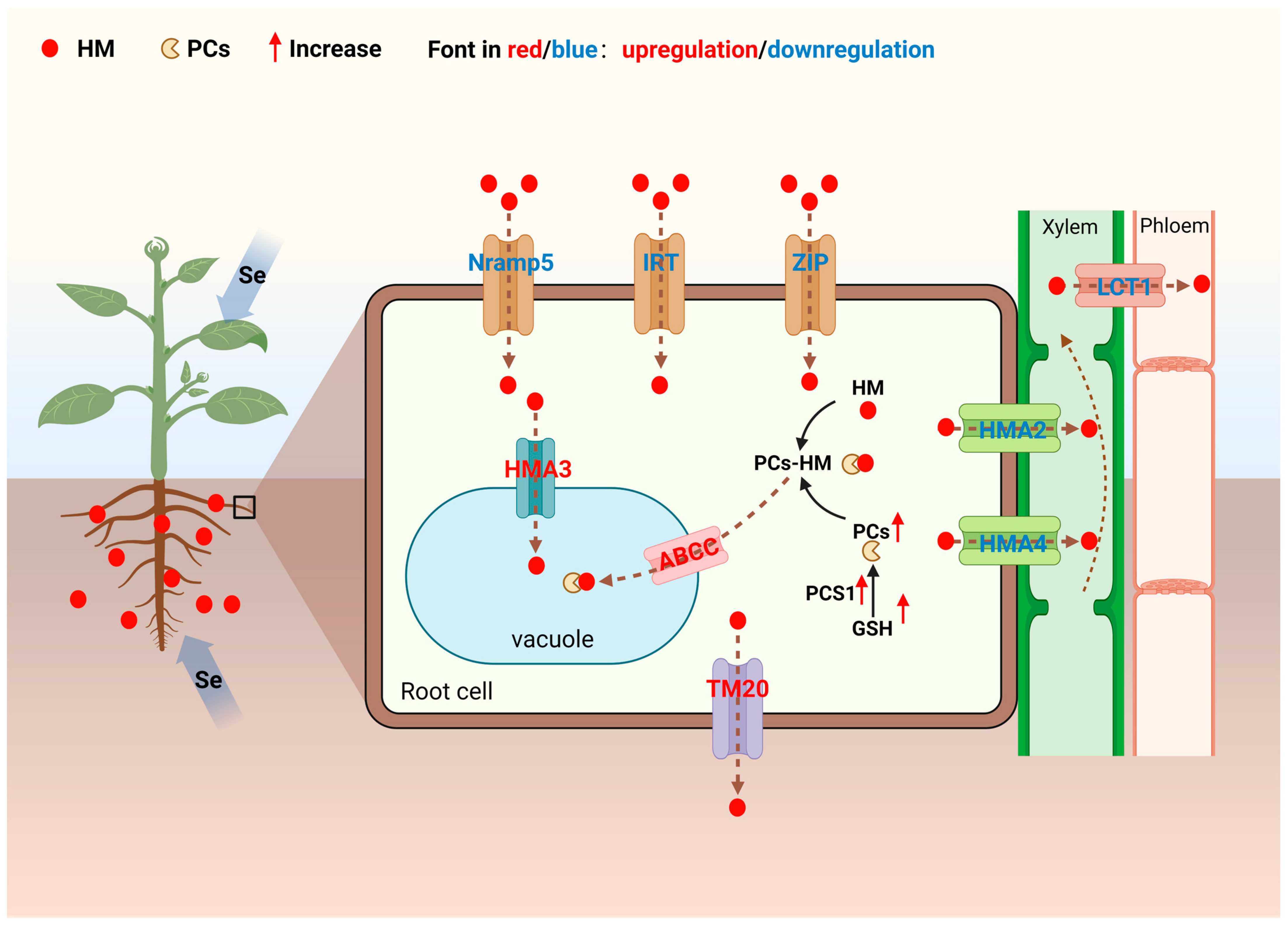 Agronomy 16 00363 g004