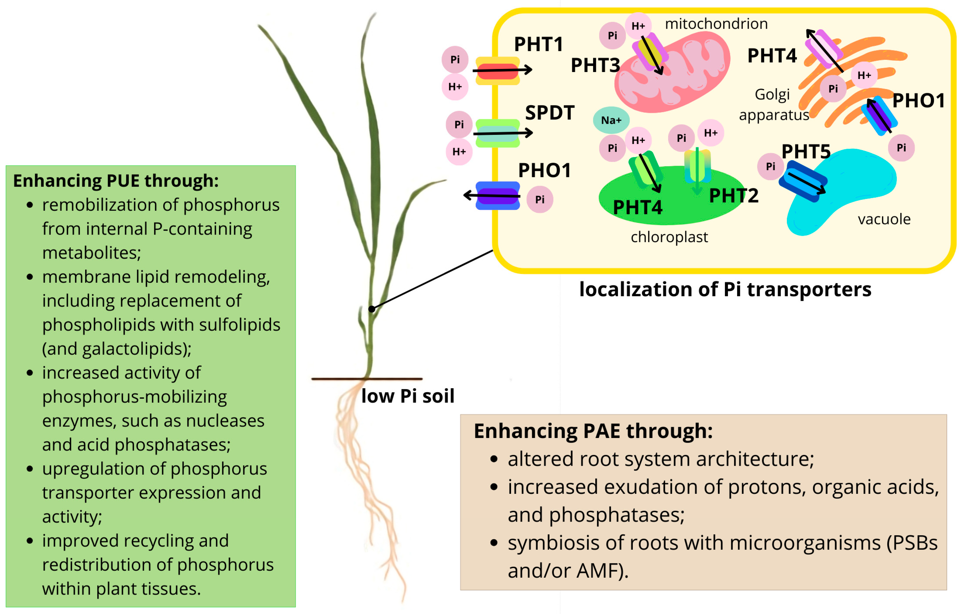 Agronomy 16 00388 g001