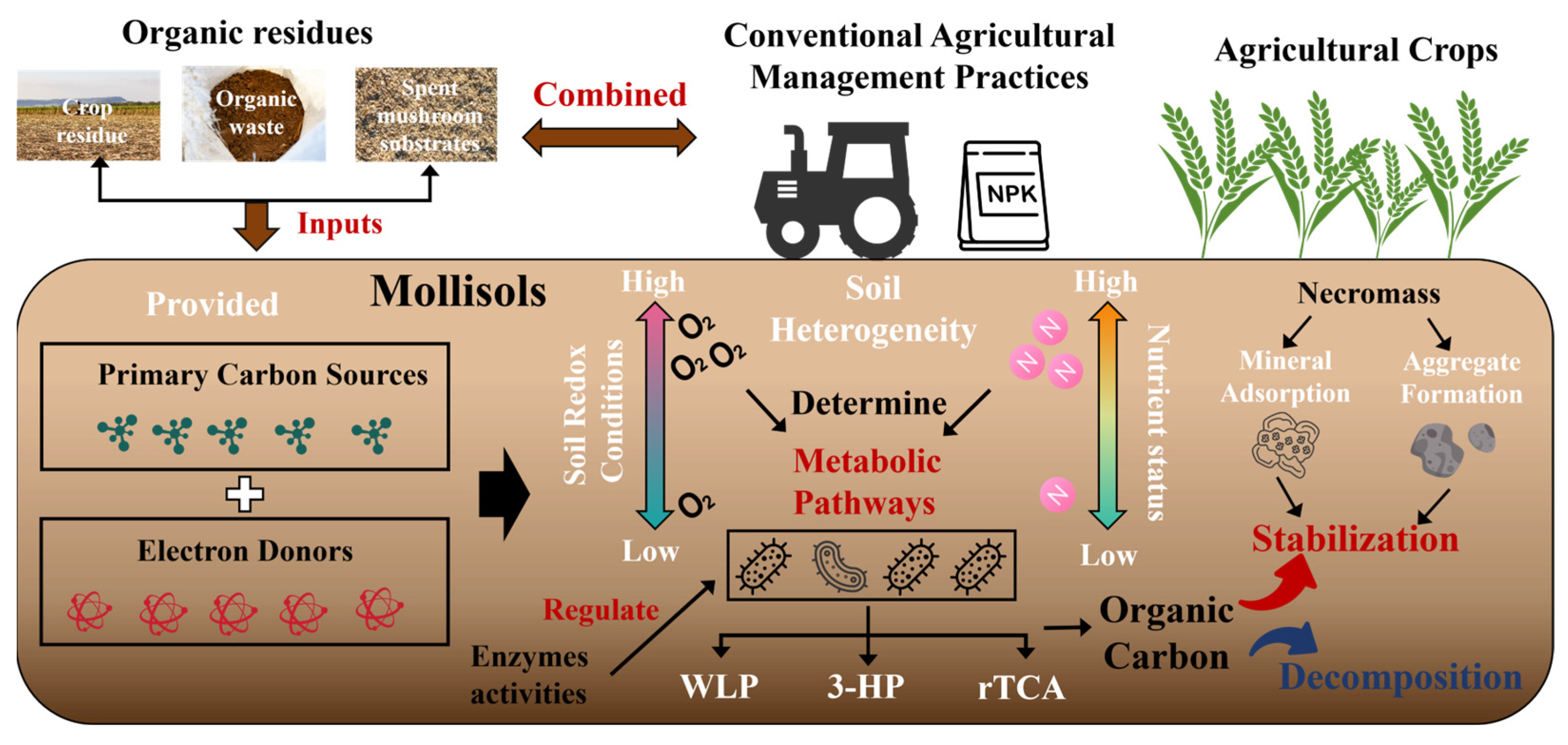 Agronomy 16 00423 g004