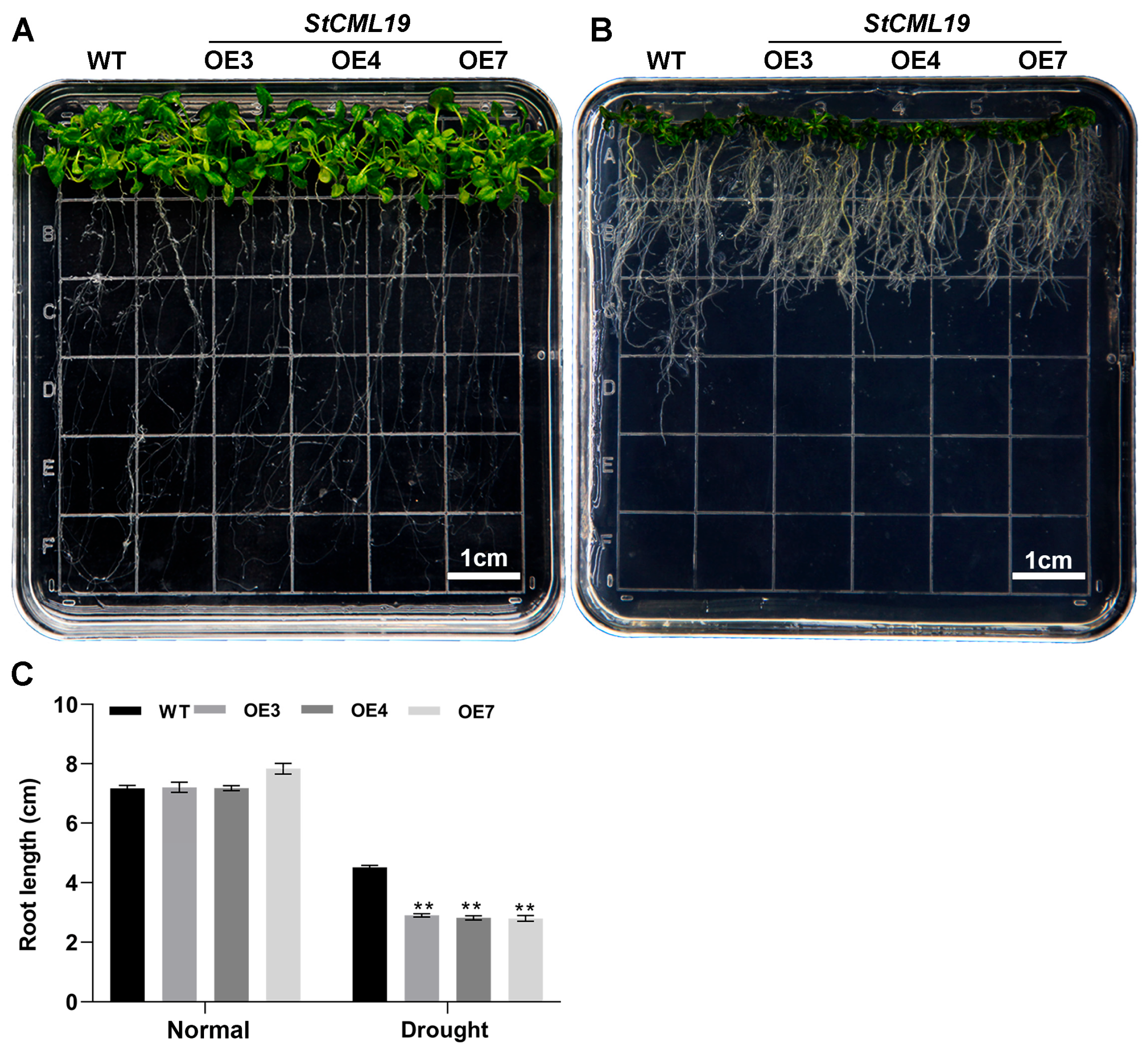 Agronomy 16 00674 g010