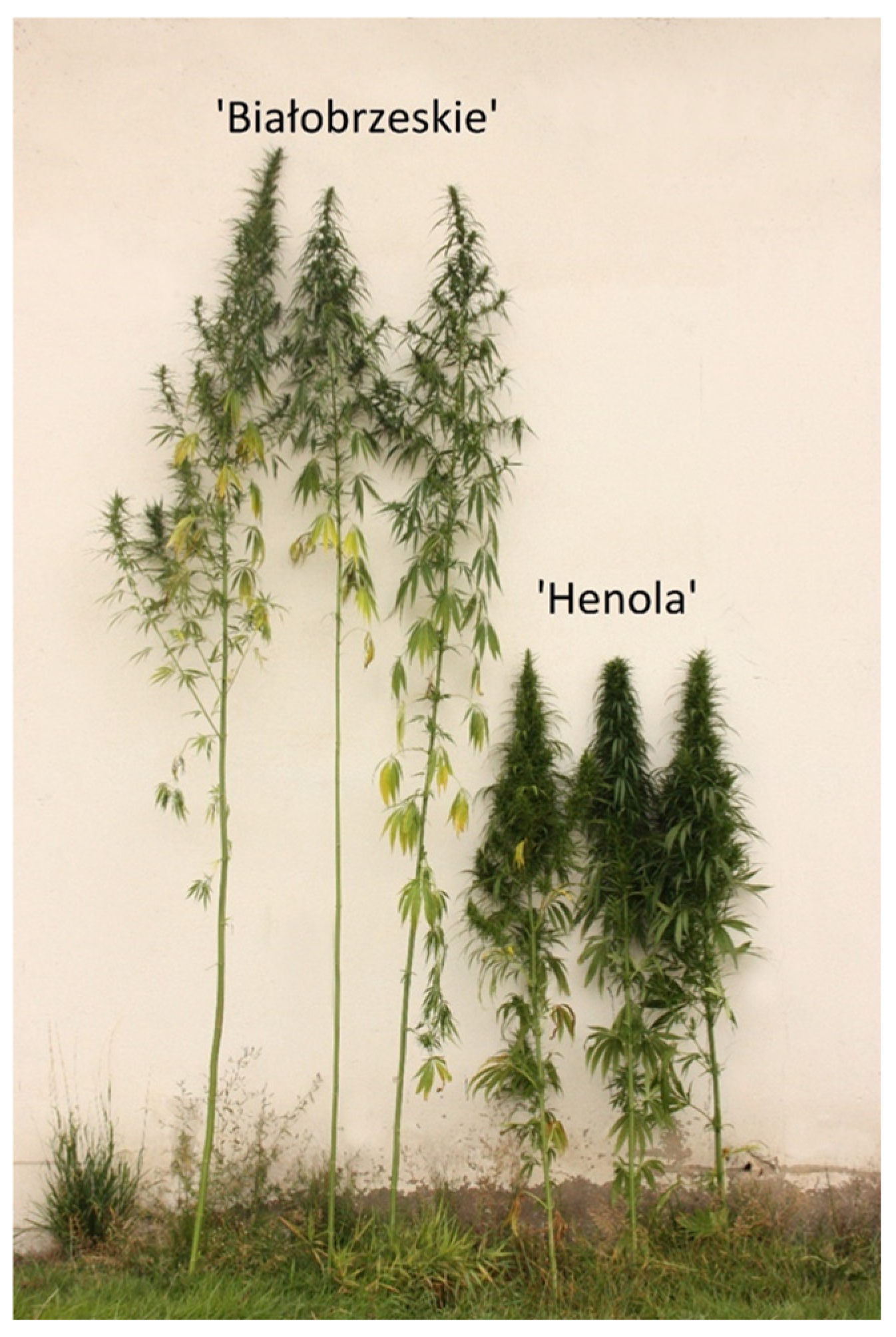 Agronomy 16 00677 g002