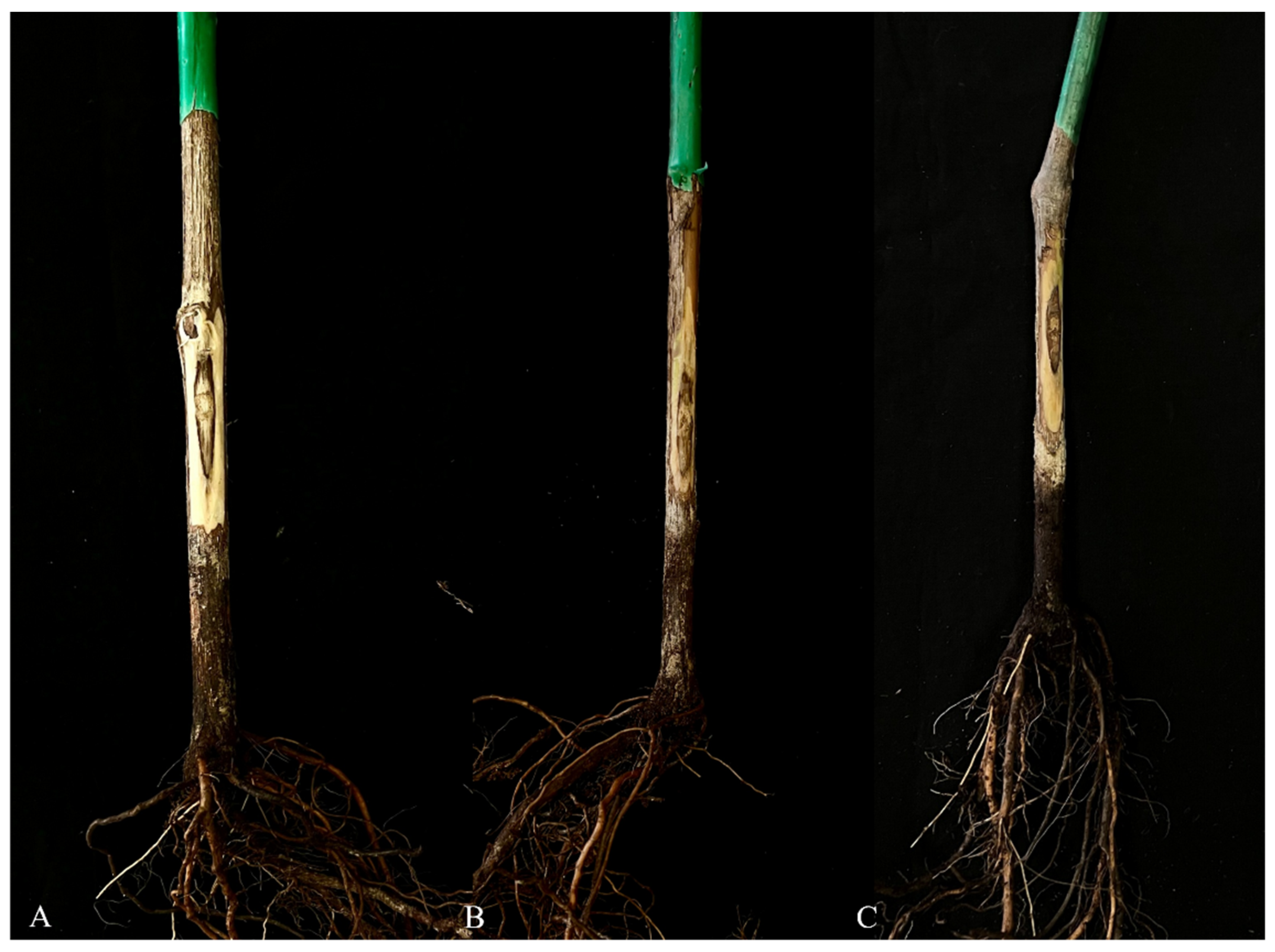 Agronomy 16 00696 g006 Agronomy 16 00696 g006