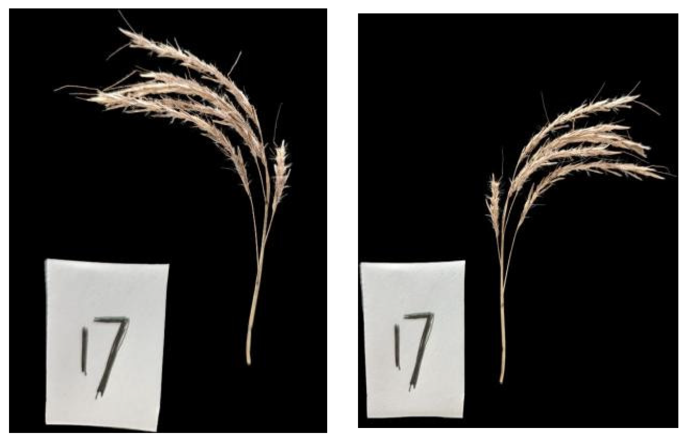 Agronomy 16 00706 g005