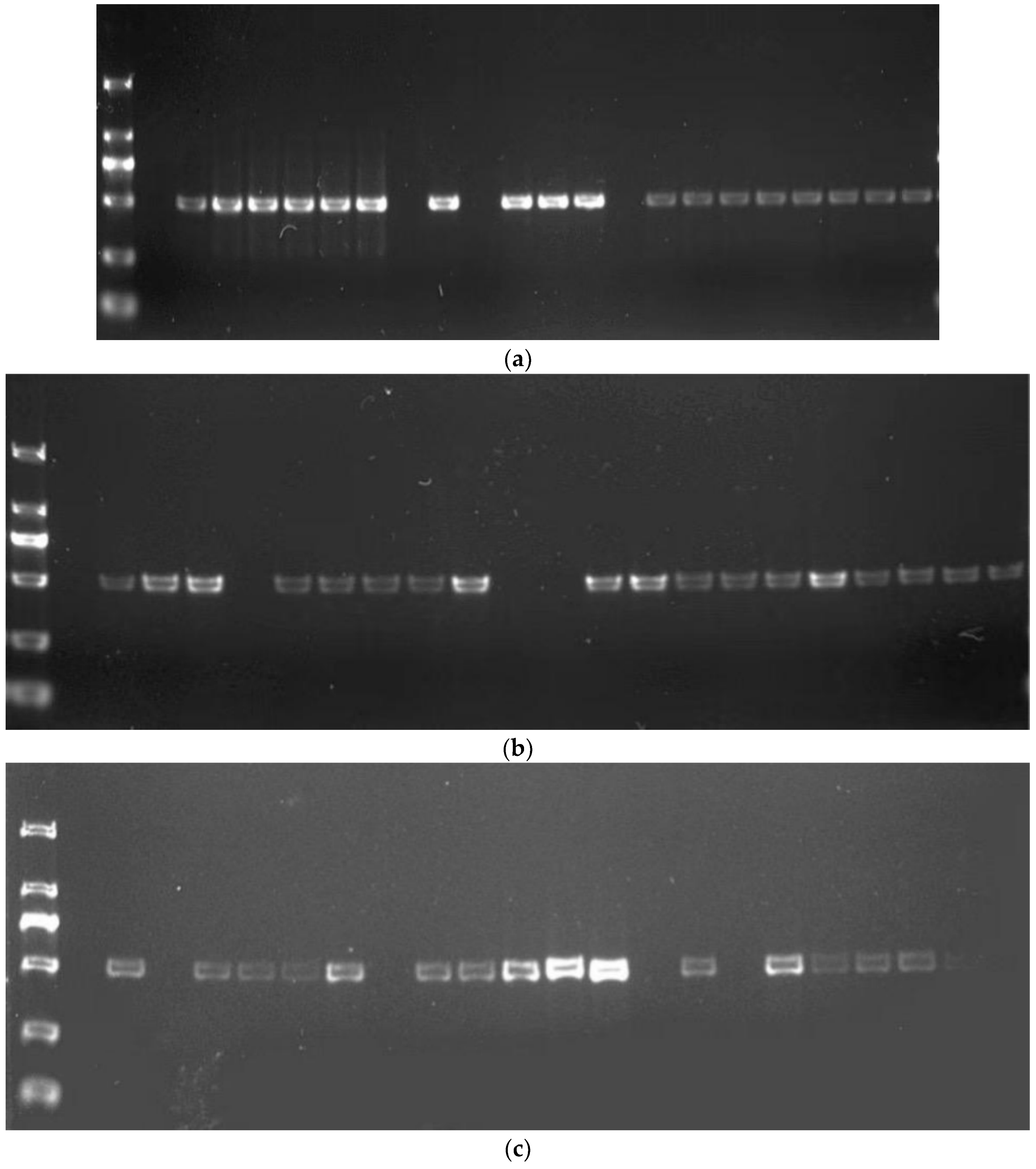 Agronomy 16 00707 g010 Agronomy 16 00707 g010