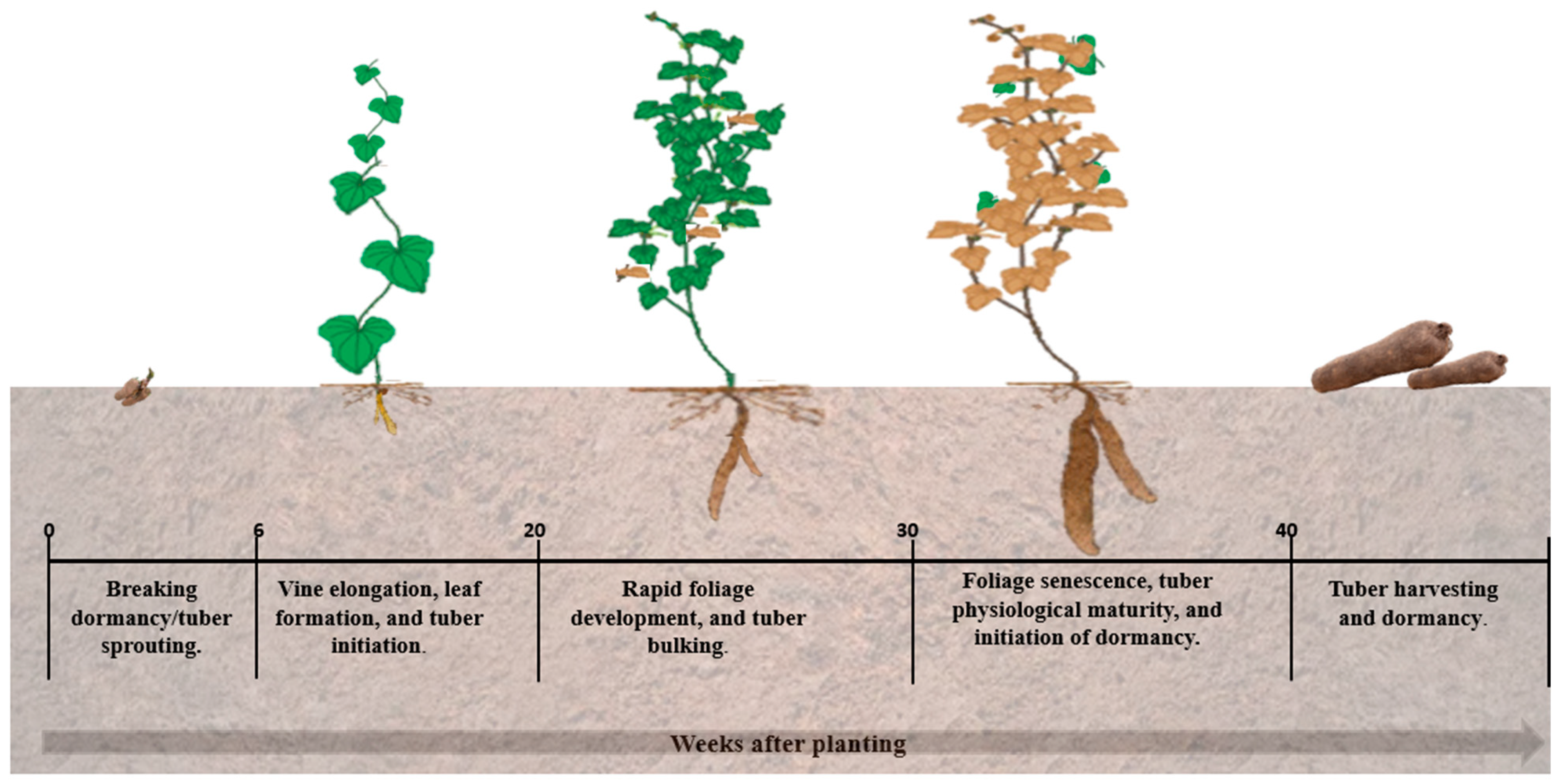 Agronomy 16 00724 g003