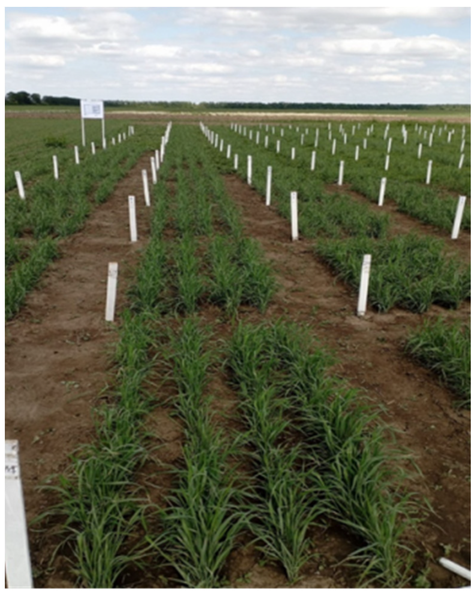 Agronomy 16 00742 g001
