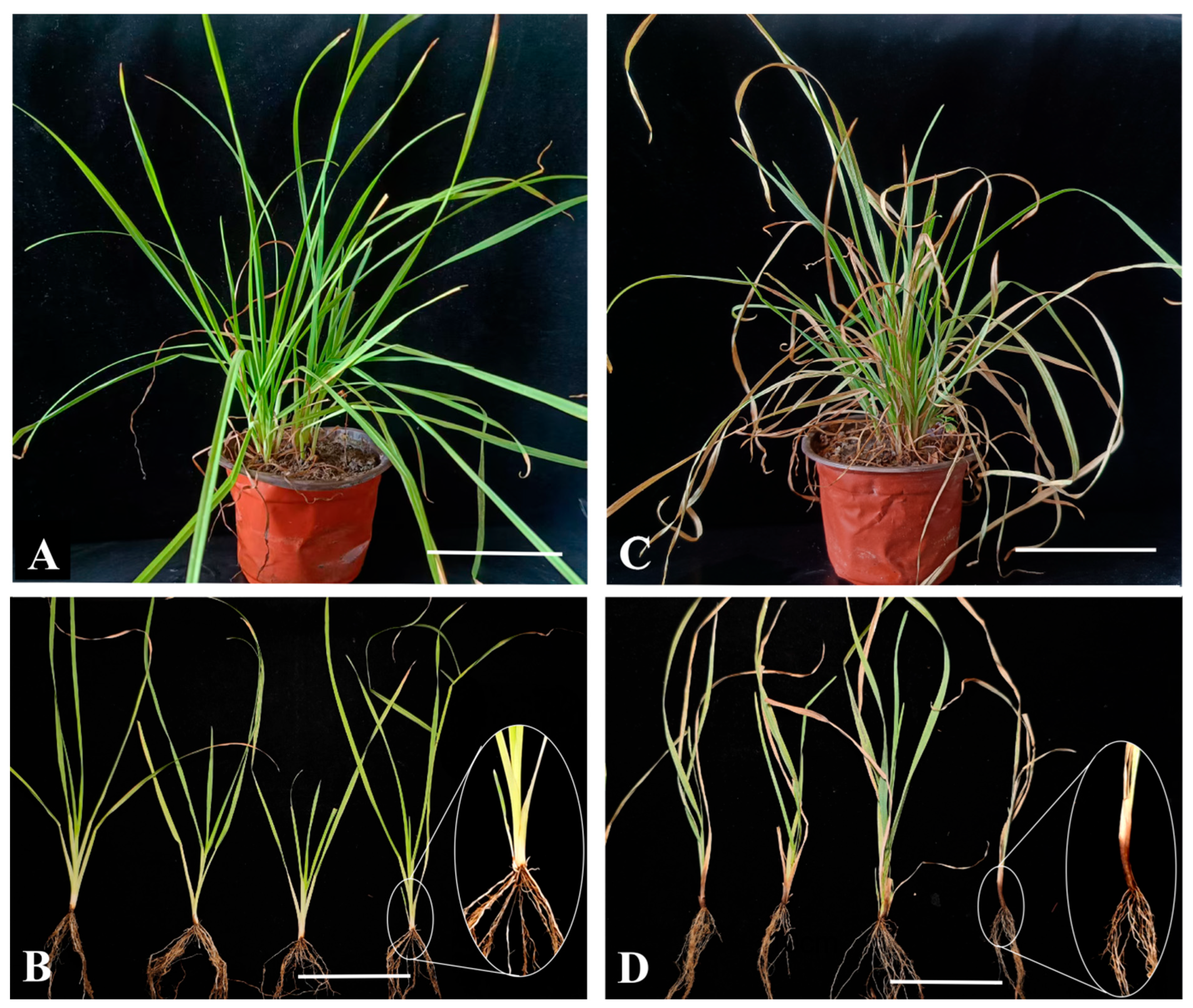 Agronomy 16 00756 g004 Agronomy 16 00756 g004