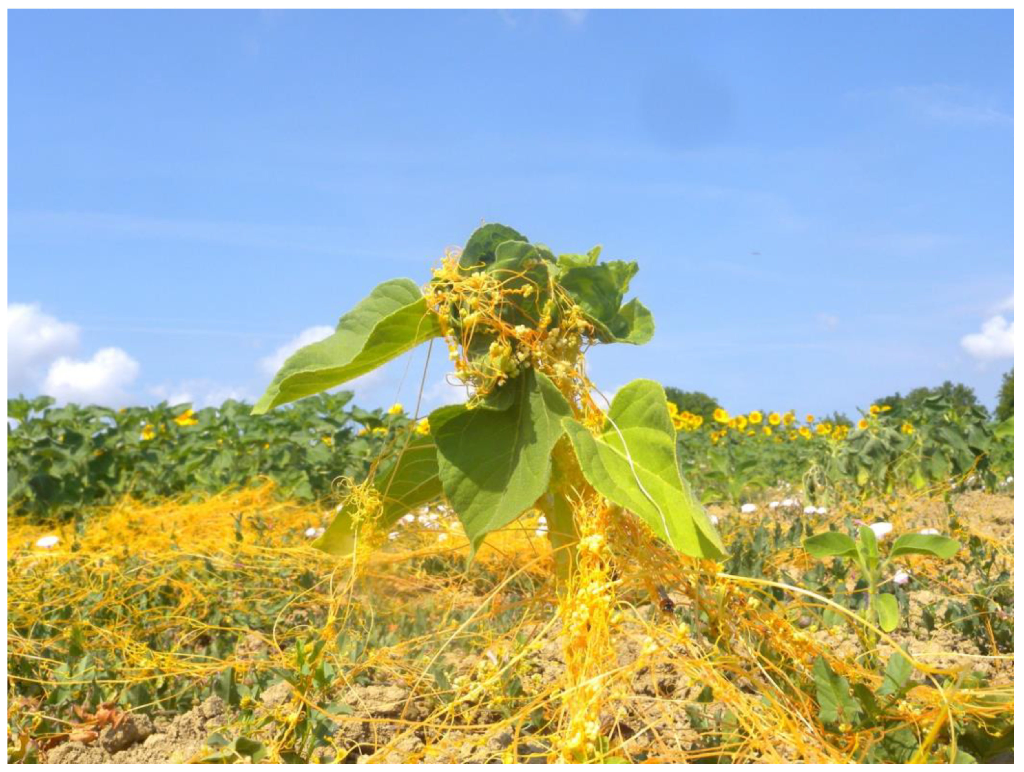 Agronomy 16 00764 g008