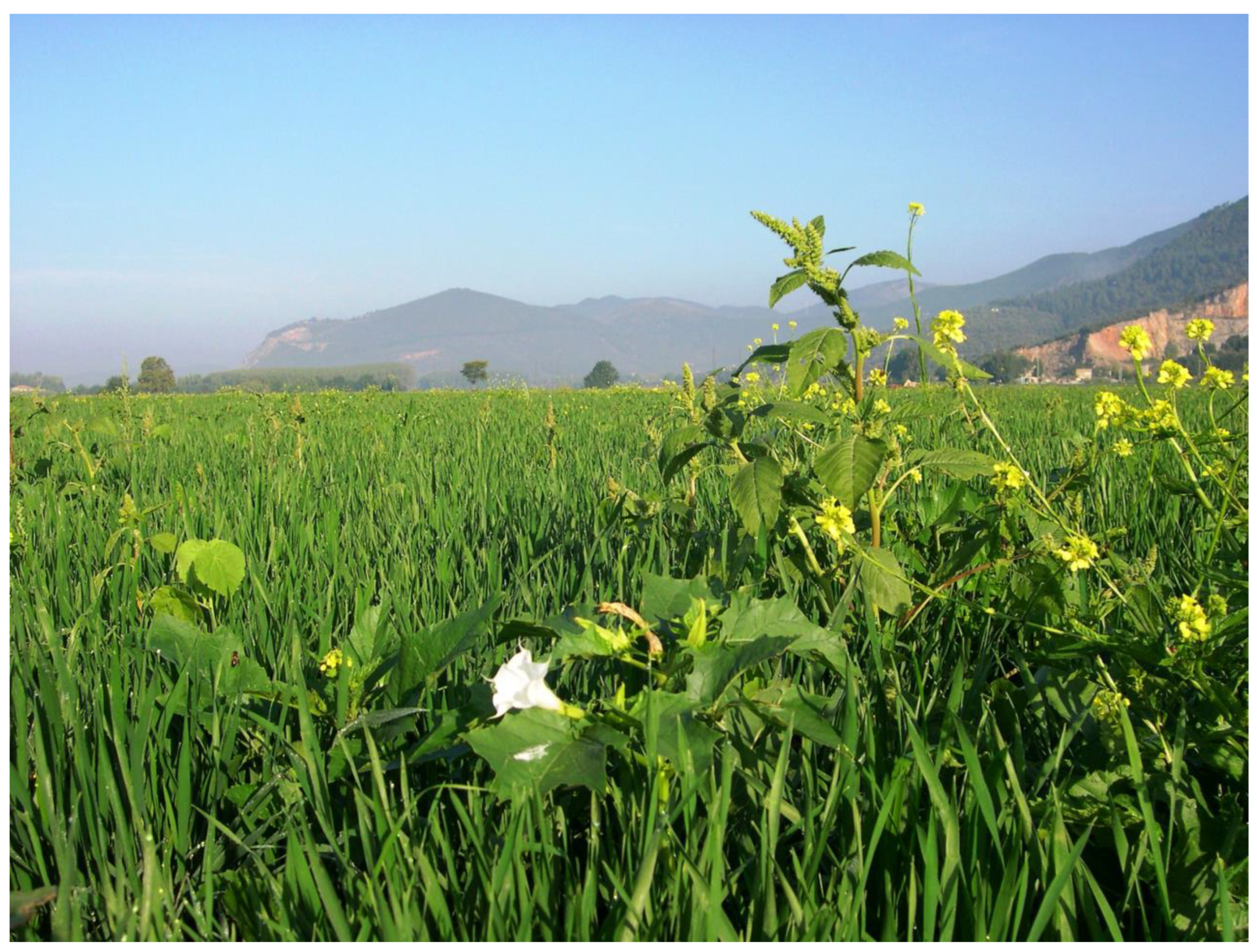 Agronomy 16 00764 g010