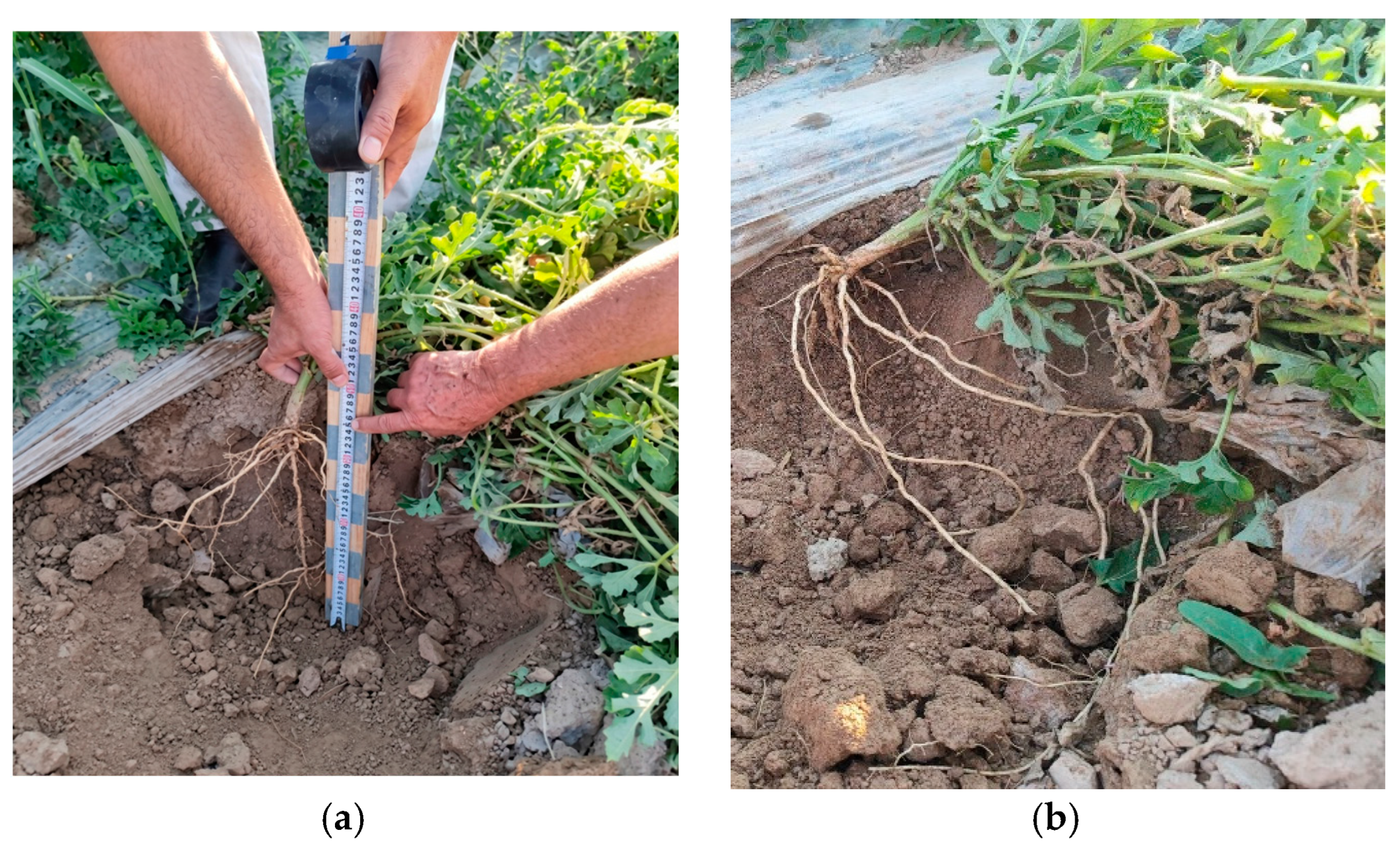 Agronomy 16 00809 g019