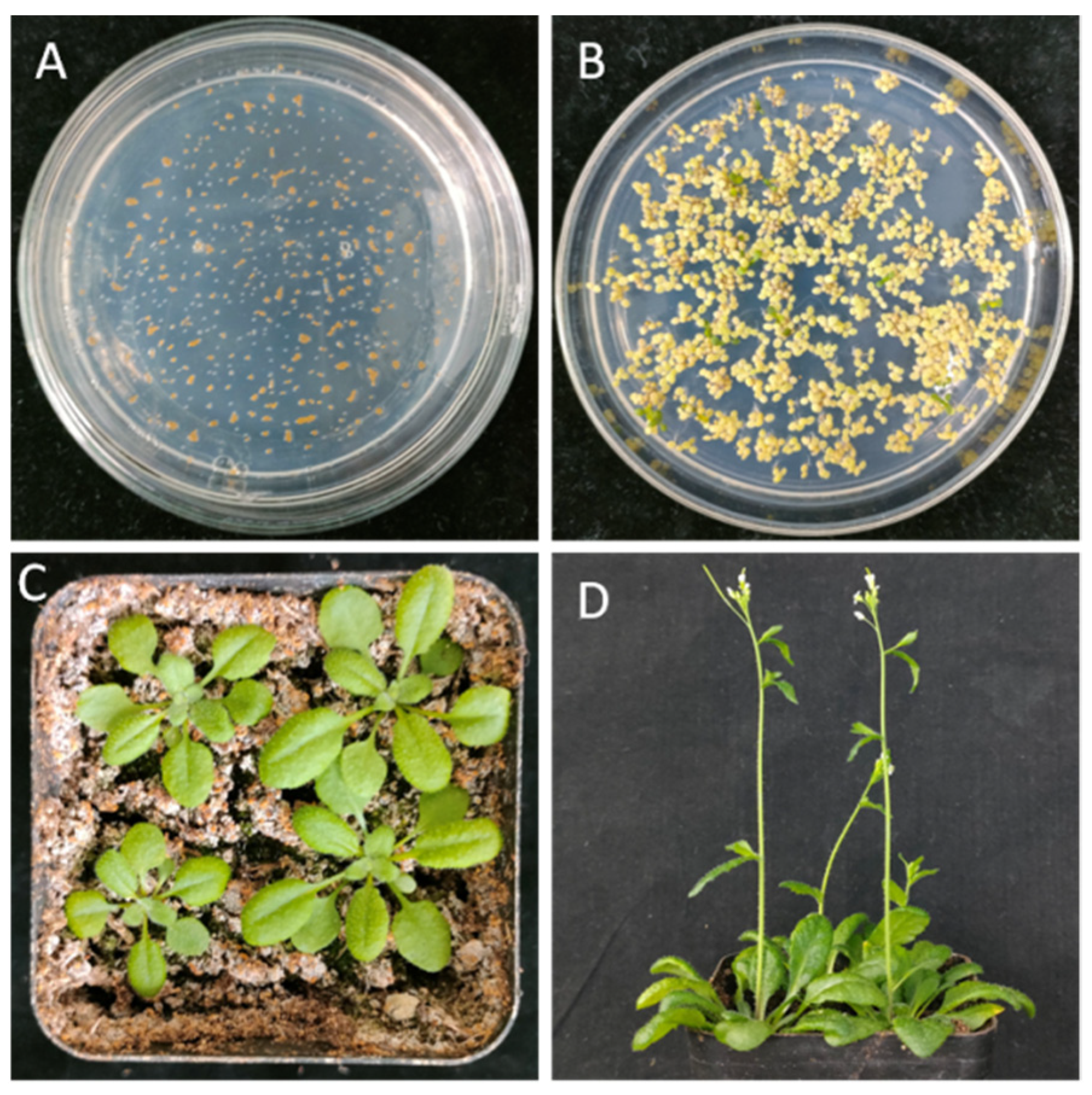 Agronomy 16 00819 g001 Agronomy 16 00819 g001