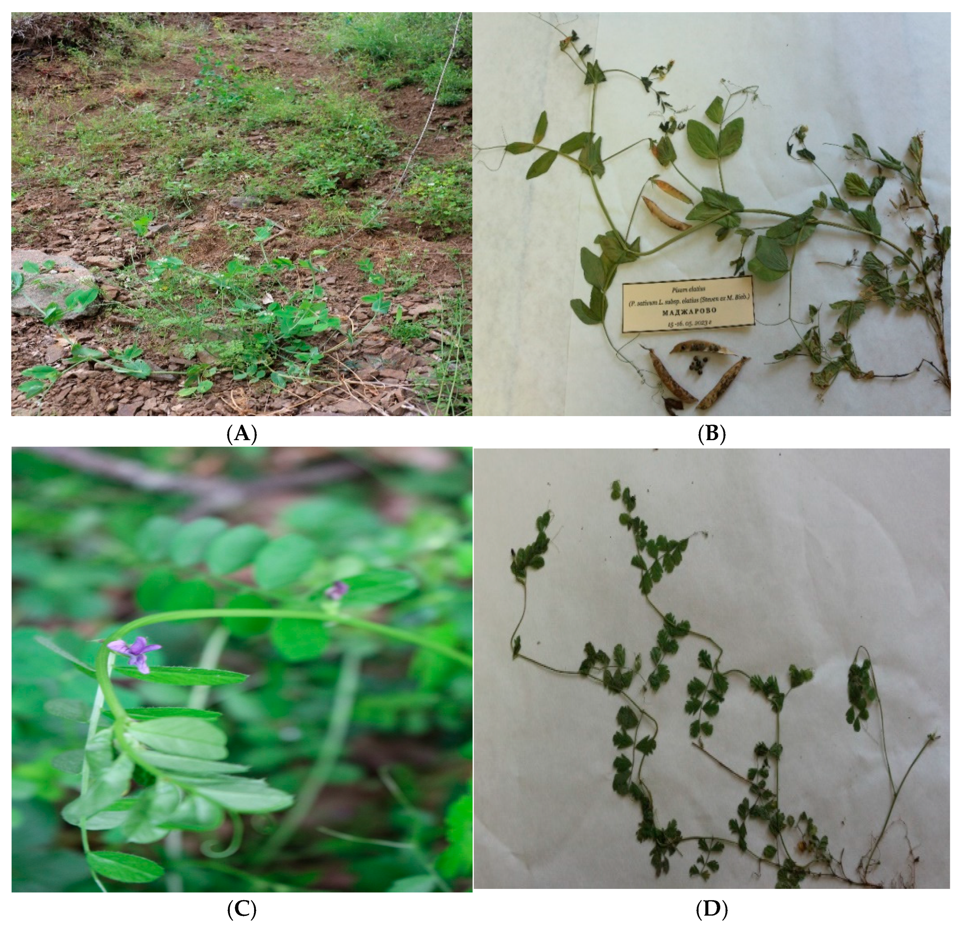 Agronomy 16 00910 g003