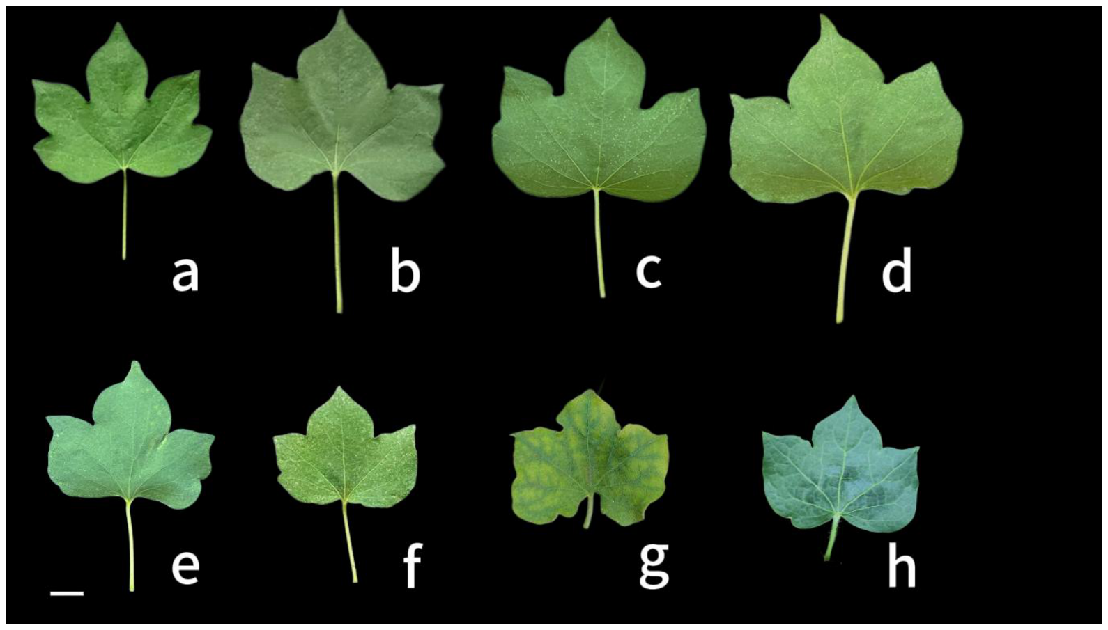 Agronomy 16 00955 g002 Agronomy 16 00955 g002