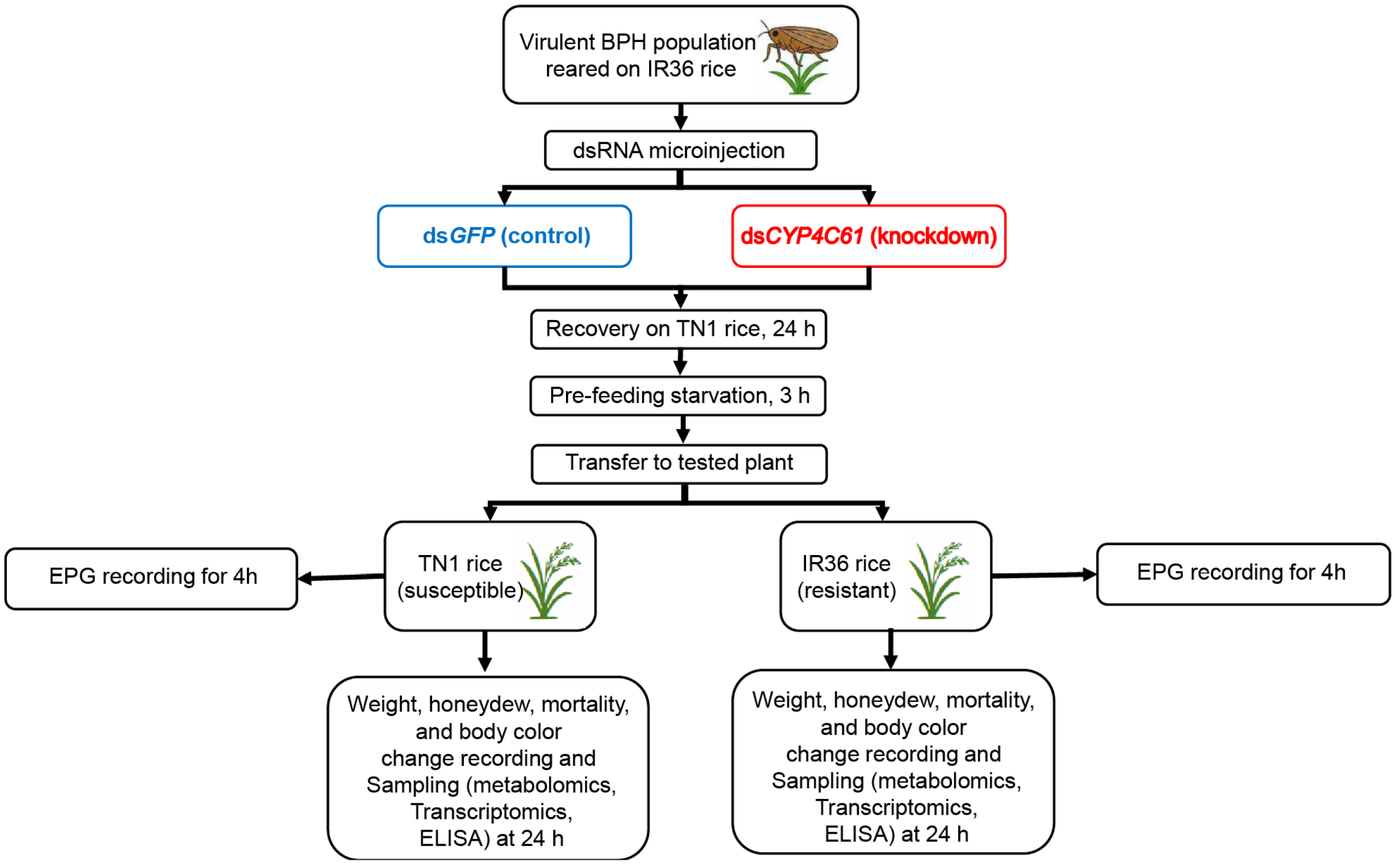 Agronomy 16 01108 g001
