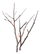 Agronomy 16 01274 i003 Agronomy 16 01274 i003