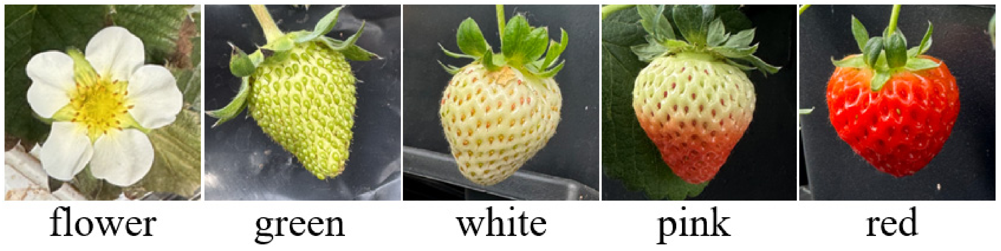 Agronomy 16 01356 g003