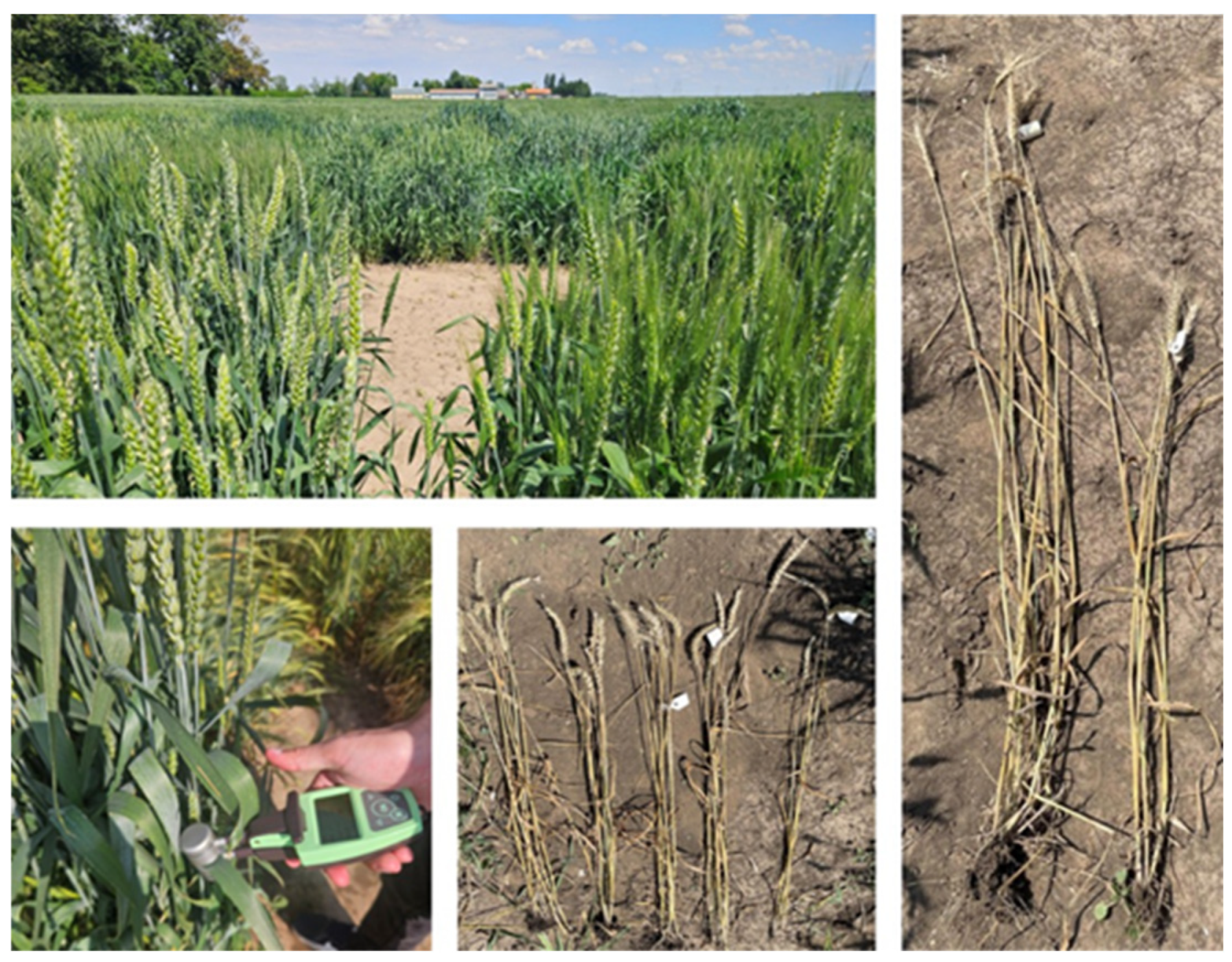 Agronomy 16 01488 g003
