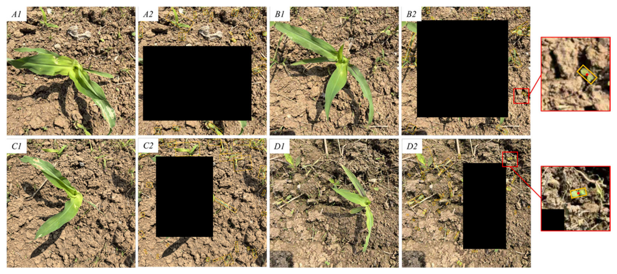 Agronomy 16 01716 g012 Agronomy 16 01716 g012