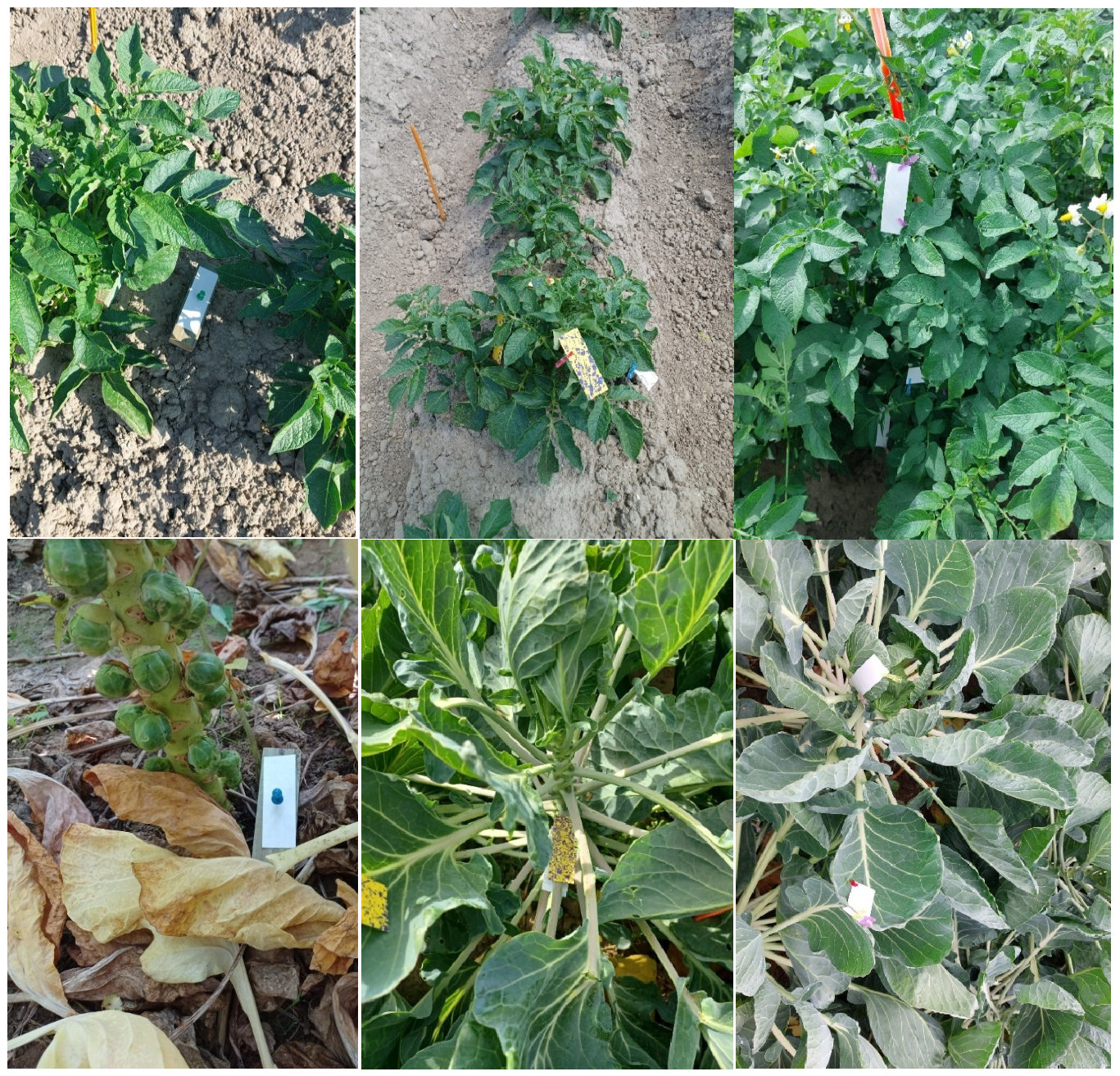 Agronomy 16 01719 g002 Agronomy 16 01719 g002