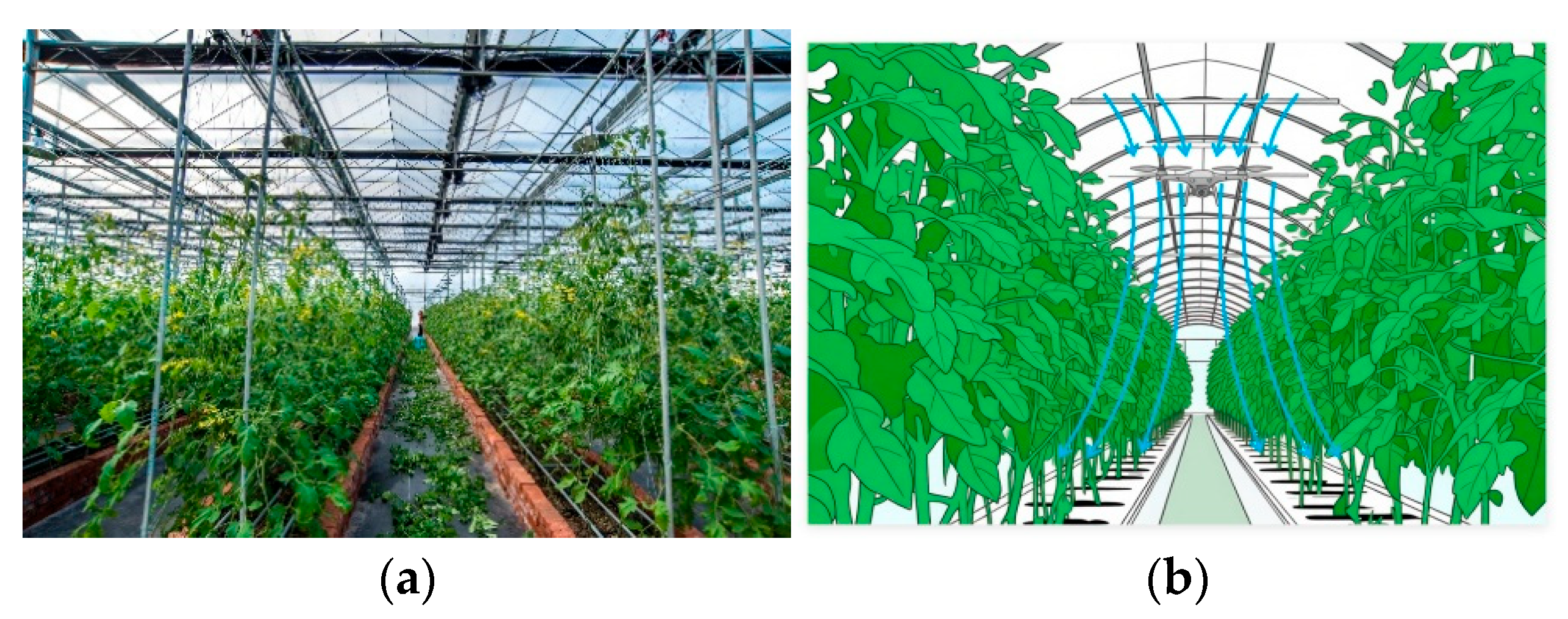Agronomy 16 01726 g001