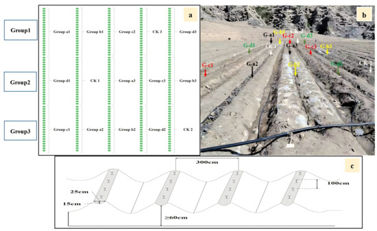 Effects of Mulching Measures on Growth of Haloxylon ammodendron